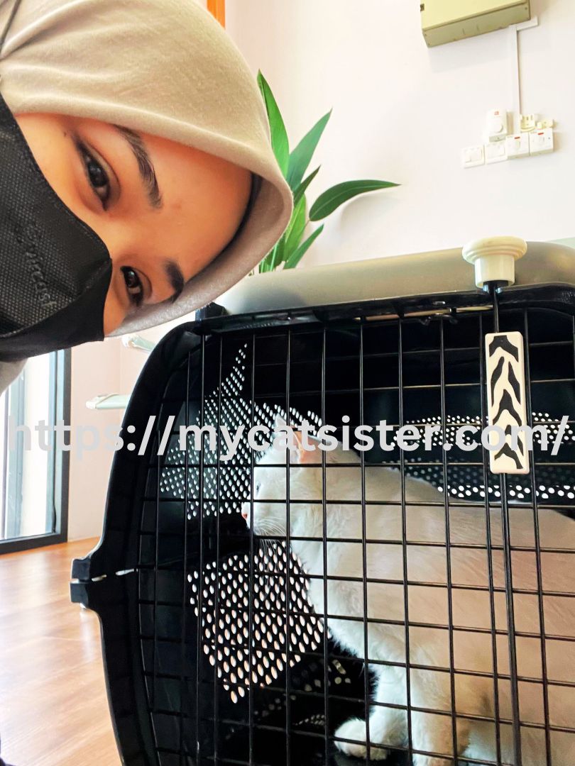 Cat Sitter Shah Alam | Cat Sitter Near Me 's image
