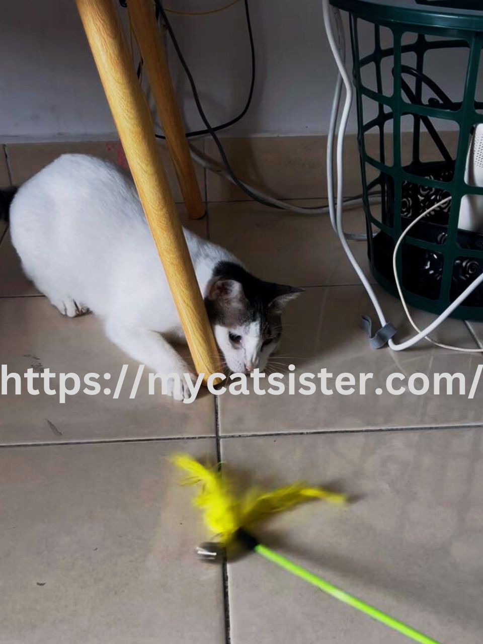 Cat Sitter Shah Alam | Cat Sitter Near Me 's image