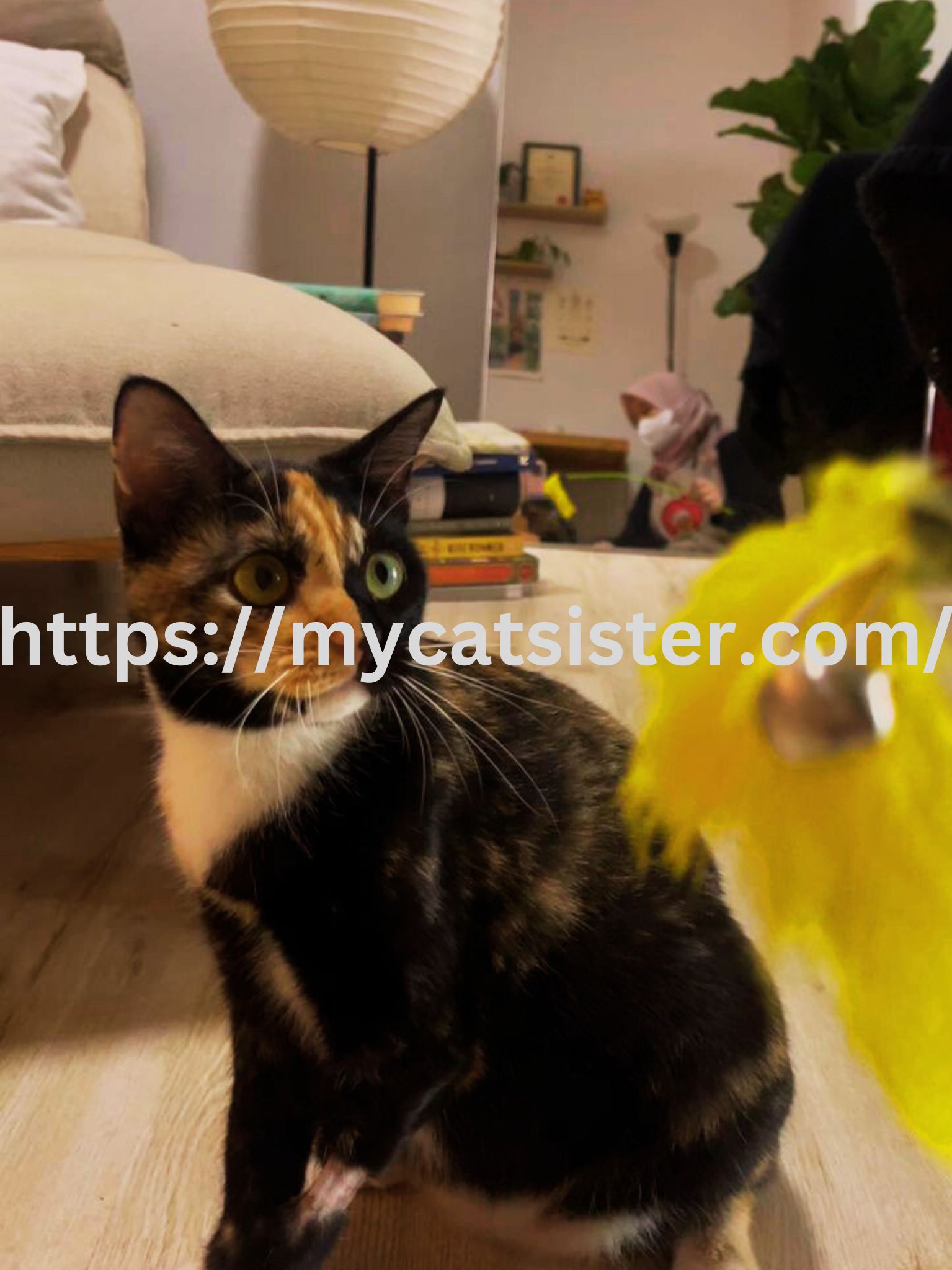 Cat Sitter Shah Alam | Cat Sitter Near Me 's image