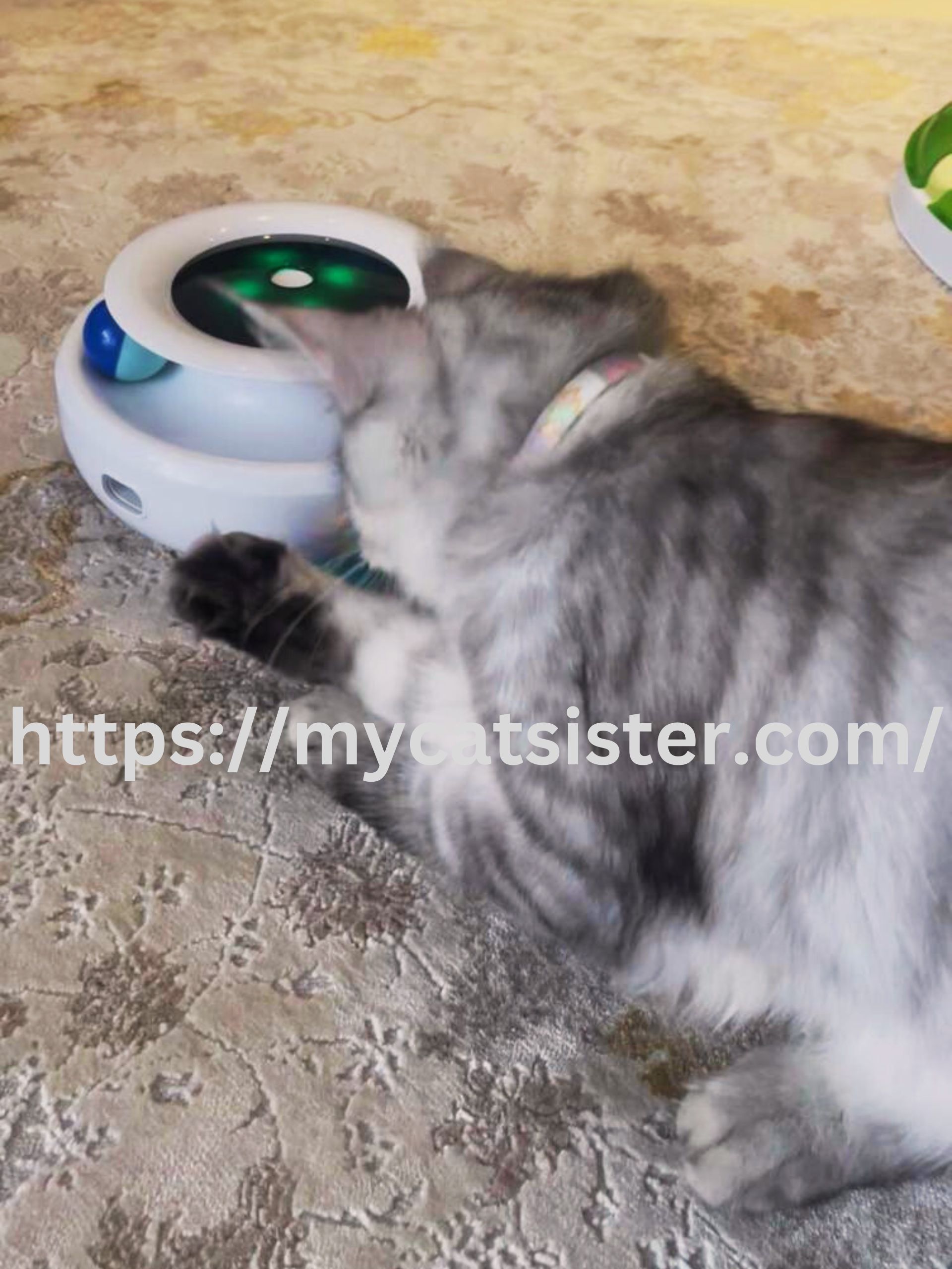 Cat Sitter Shah Alam | Cat Sitter Near Me 's image