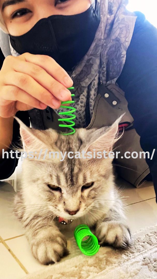 Cat Sitter Shah Alam | Cat Sitter Near Me 's image