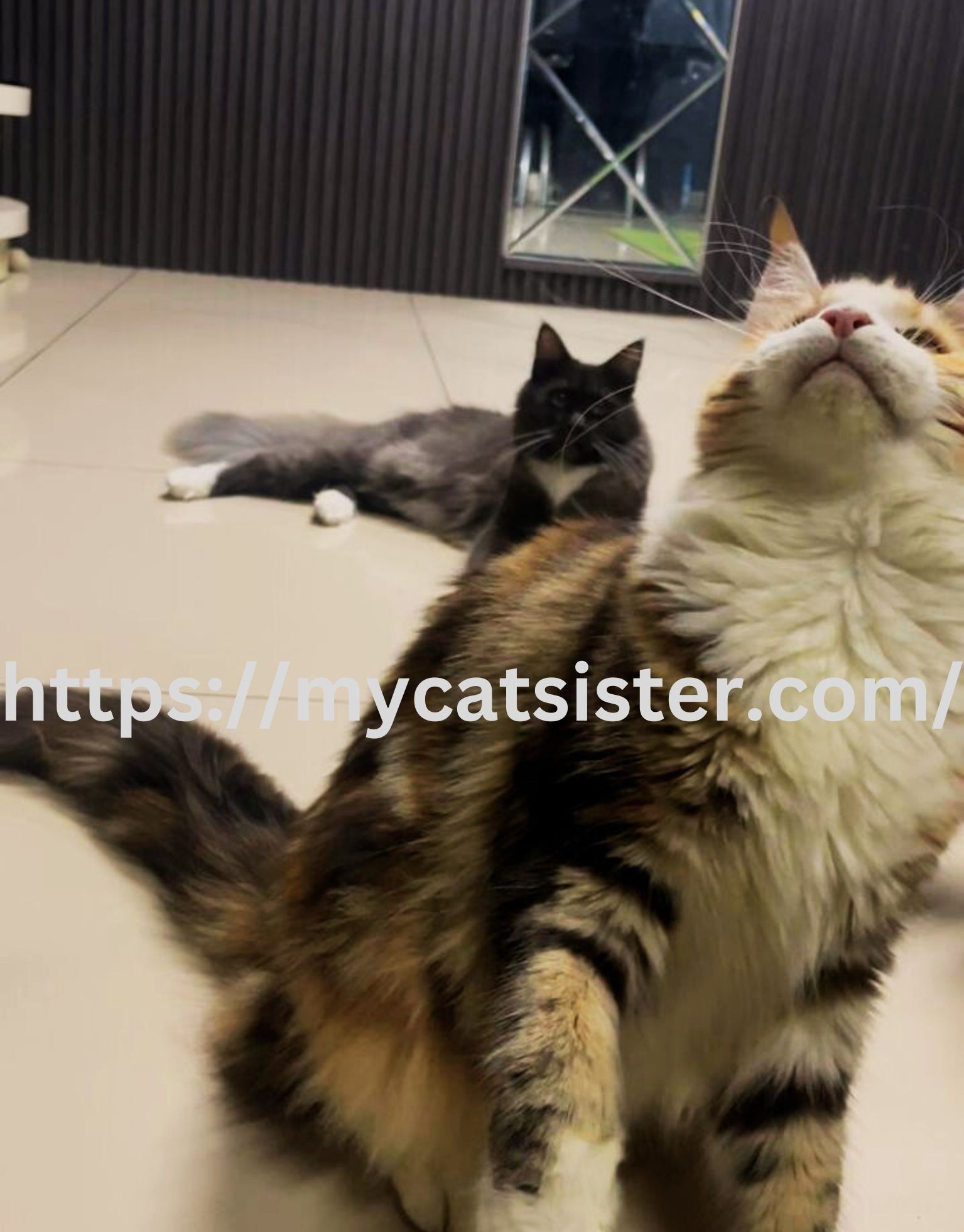 Cat Sitter Shah Alam | Cat Sitter Near Me 's image