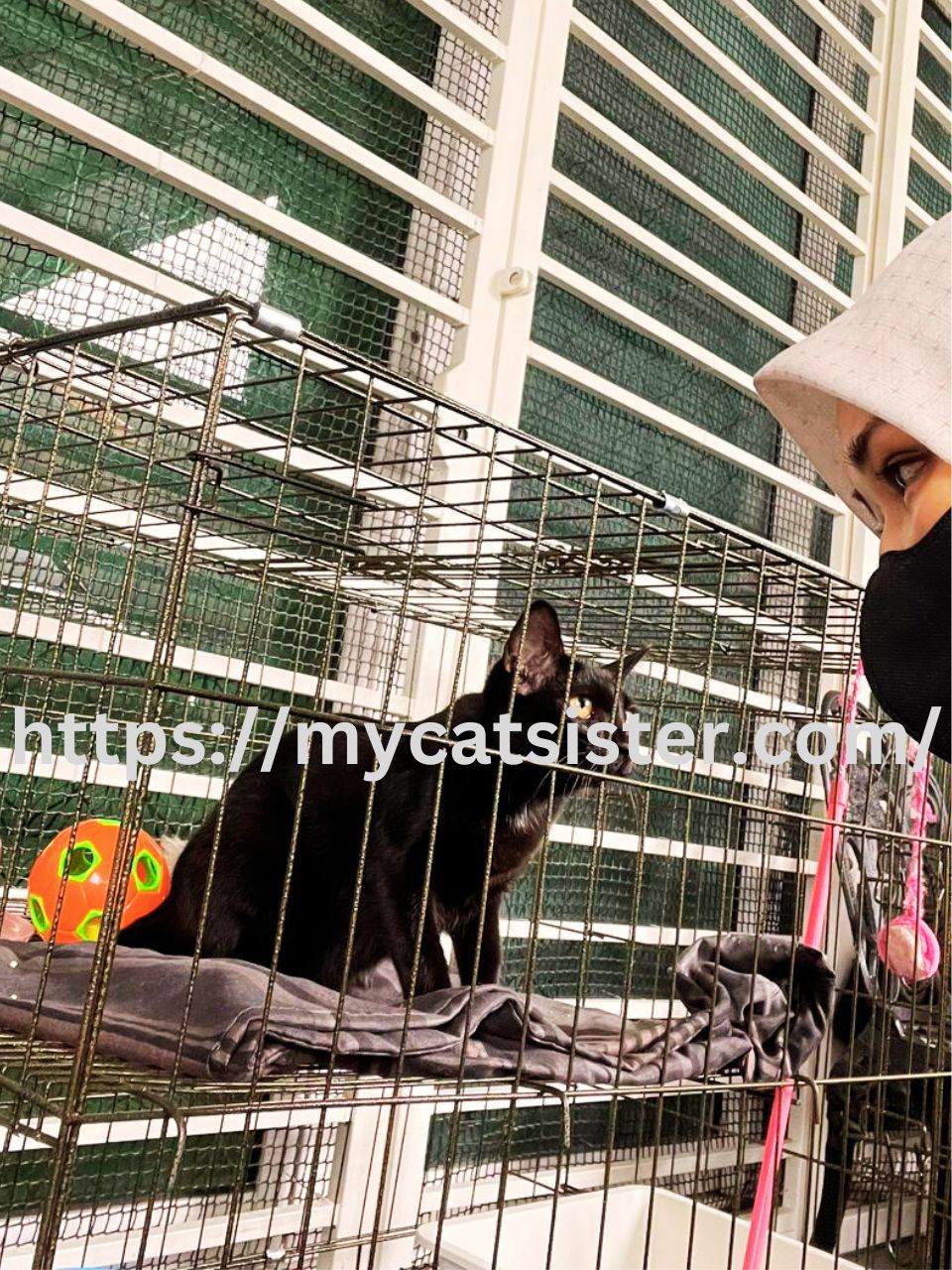 Cat Sitter Shah Alam | Cat Sitter Near Me 's image