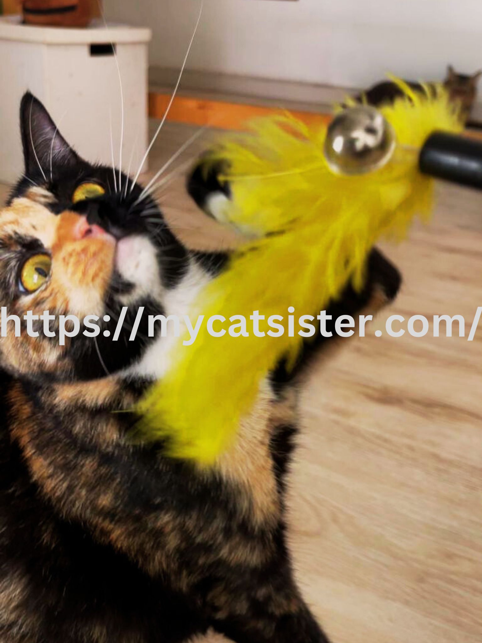 Cat Sitter Shah Alam | Cat Sitter Near Me 's image