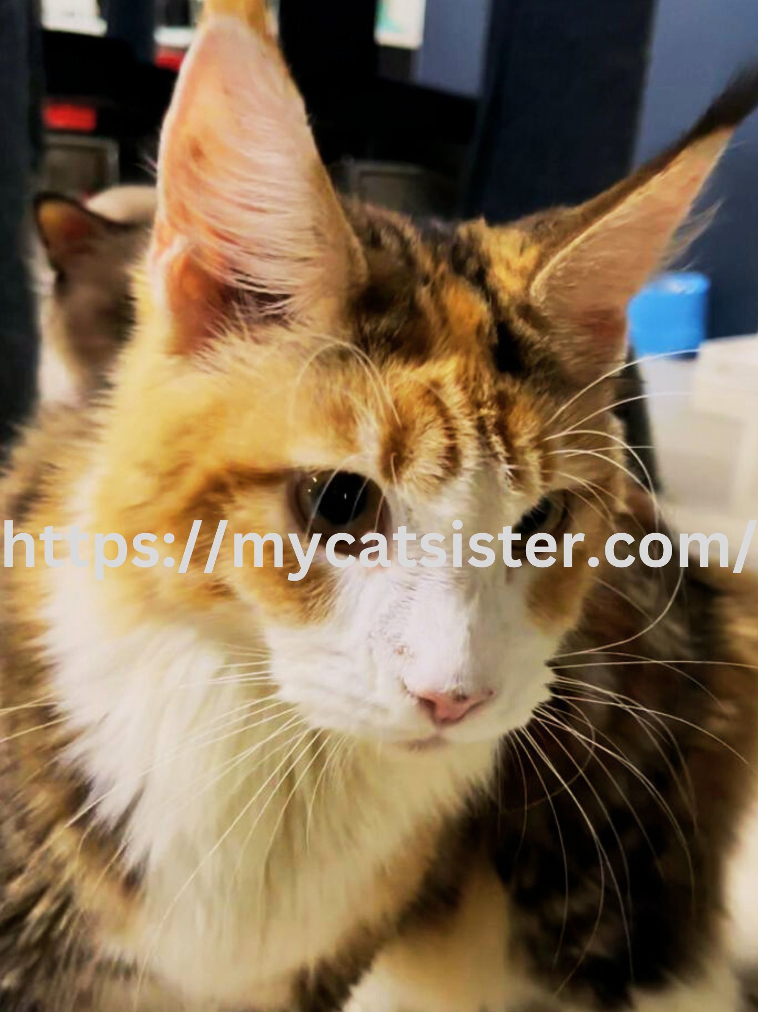 Cat Sitter Shah Alam | Cat Sitter Near Me 's image
