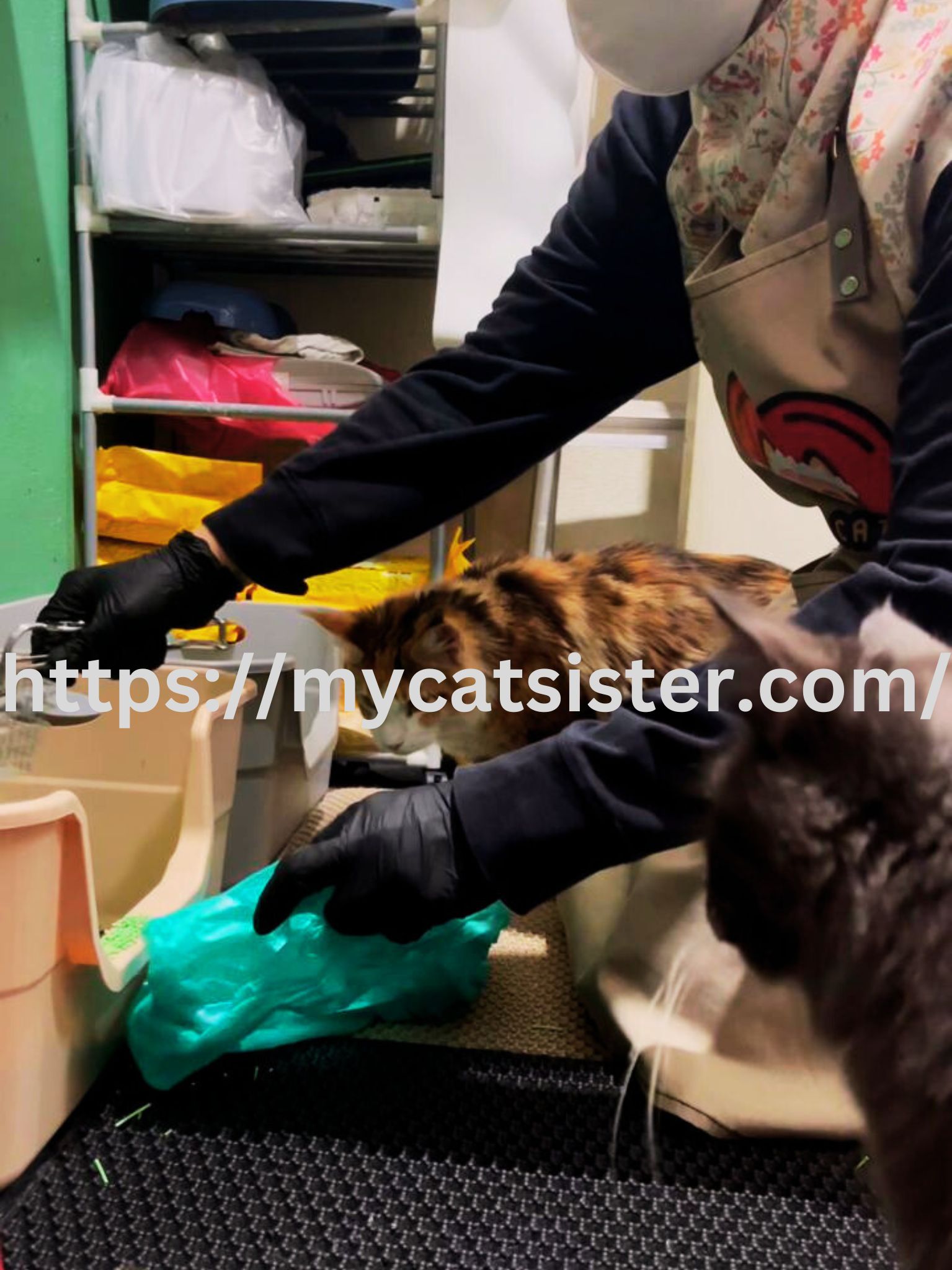 Cat Sitter Shah Alam | Cat Sitter Near Me 's image