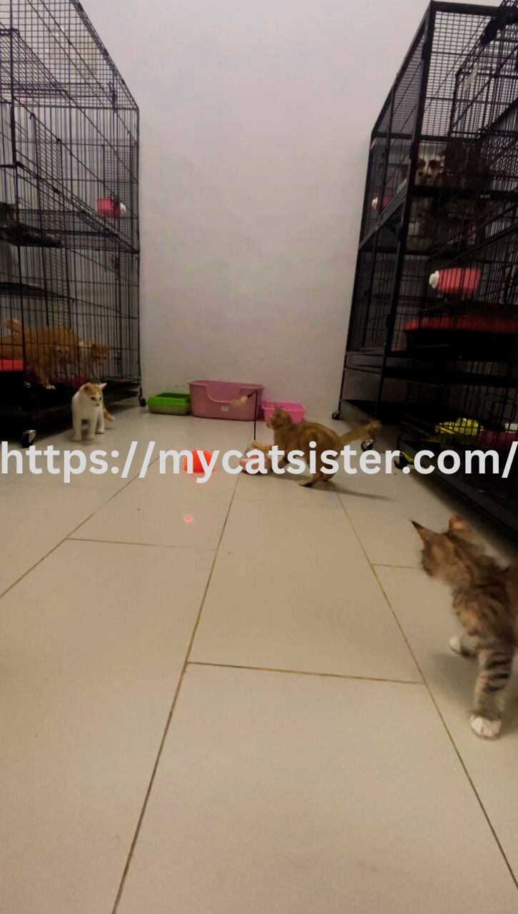 Cat Sitter Shah Alam | Cat Sitter Near Me 's image