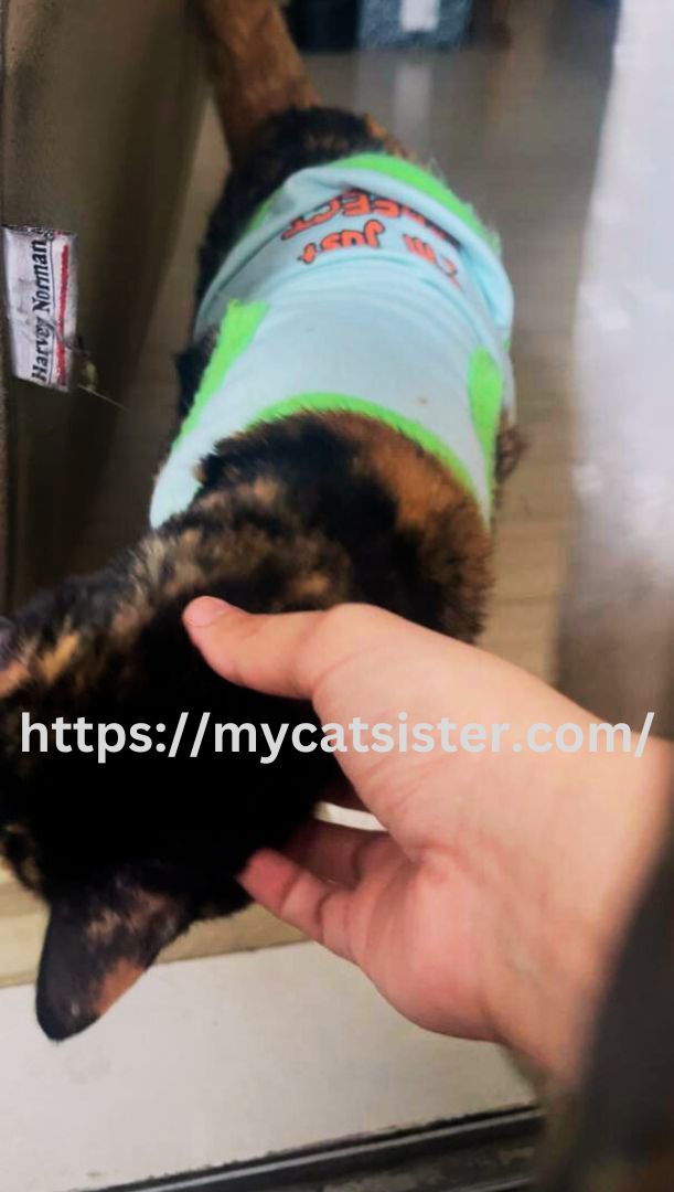 Cat Sitter Shah Alam | Cat Sitter Near Me 's image