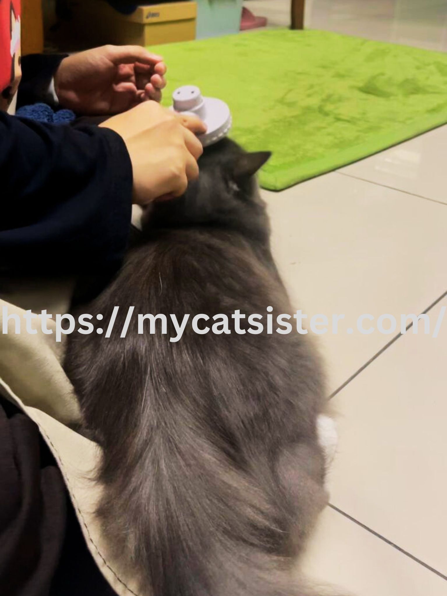 Cat Sitter Shah Alam | Cat Sitter Near Me 's image