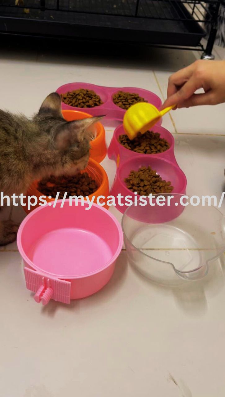 Cat Sitter Shah Alam | Cat Sitter Near Me 's image
