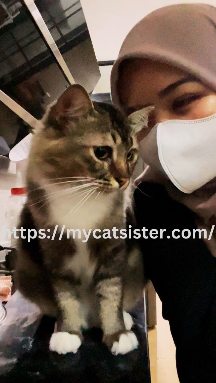 Cat Sitter Shah Alam | Cat Sitter Near Me 's image