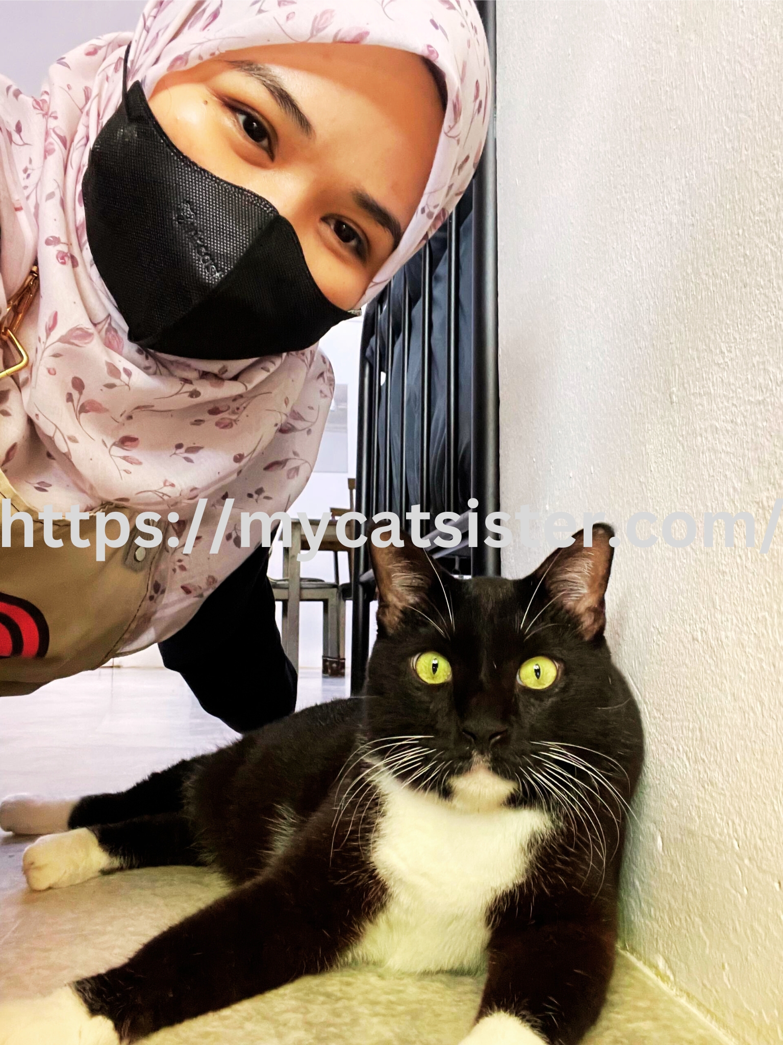 Cat Sitter Shah Alam | Cat Sitter Near Me 's image