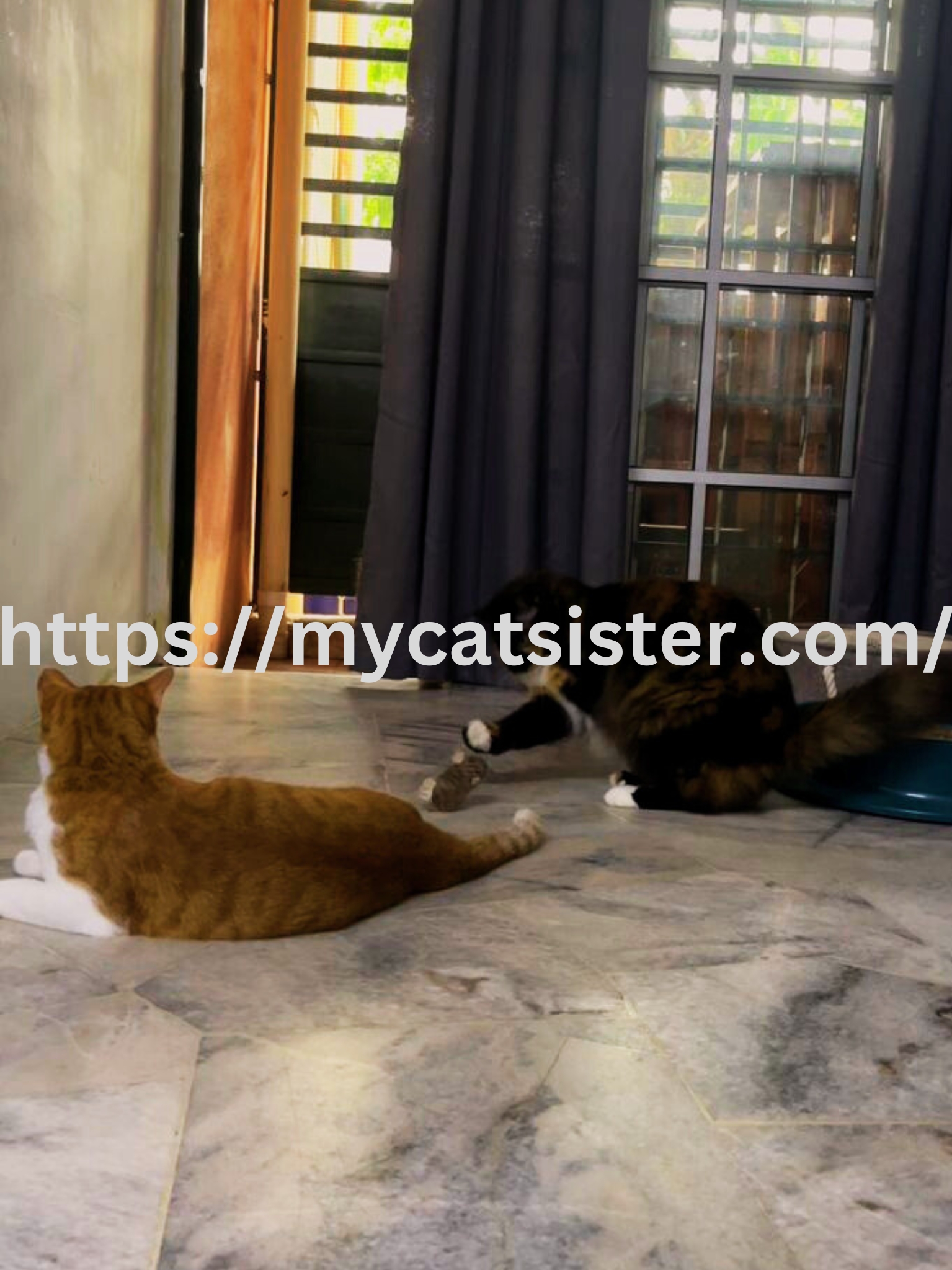 Cat Sitter Shah Alam | Cat Sitter Near Me 's image