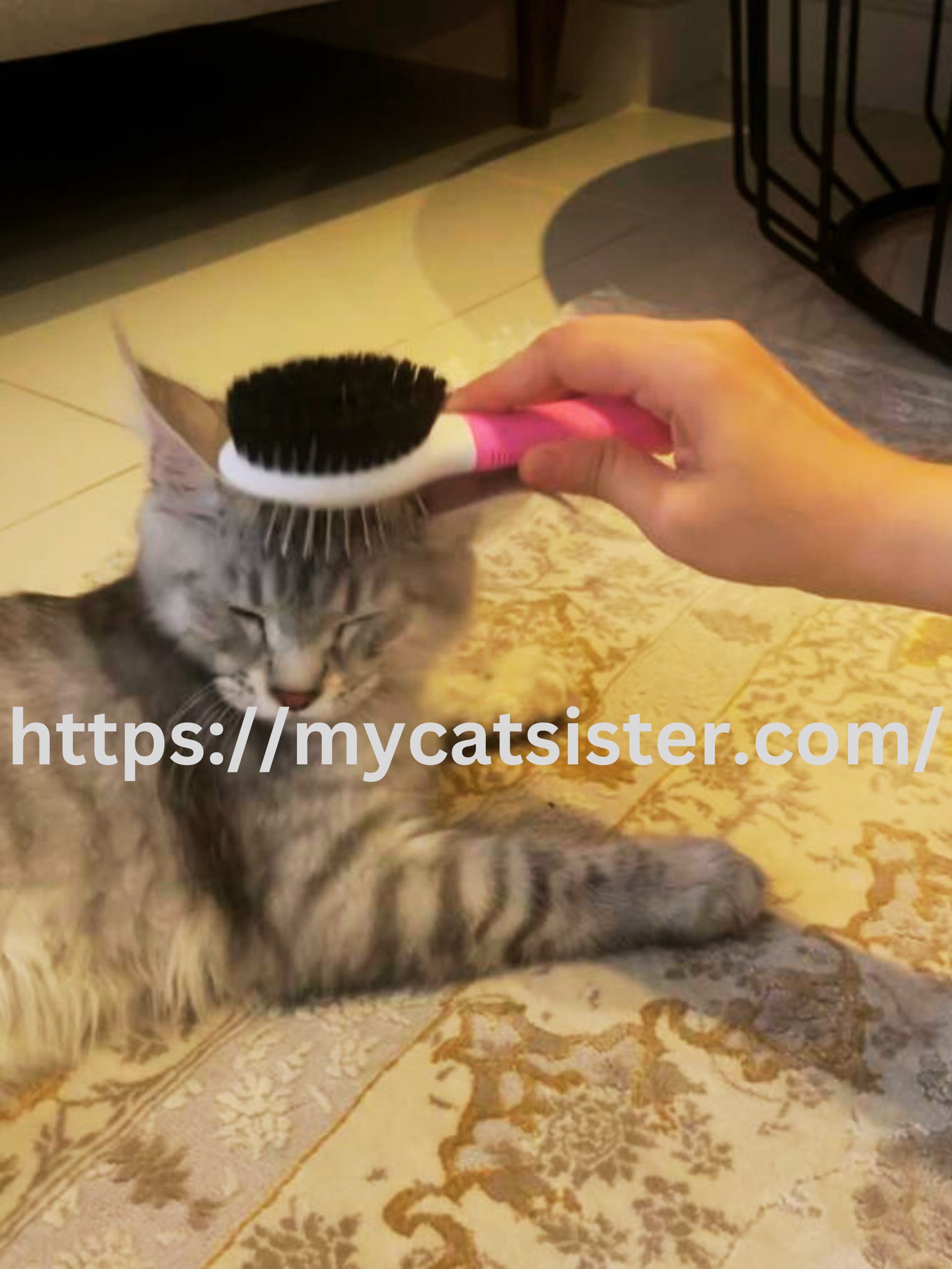 Cat Sitter Shah Alam | Cat Sitter Near Me 's image