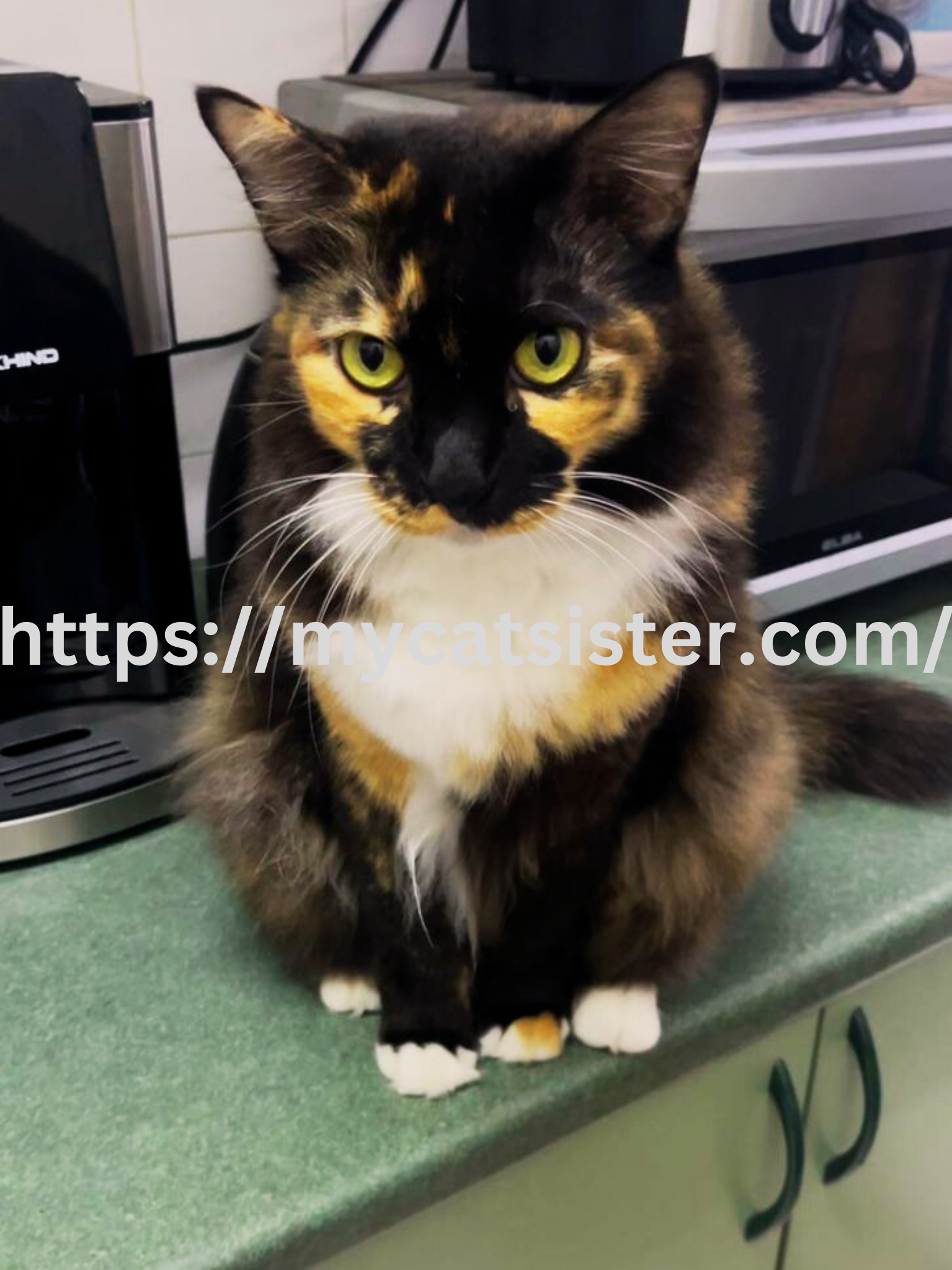 Cat Sitter Shah Alam | Cat Sitter Near Me 's image