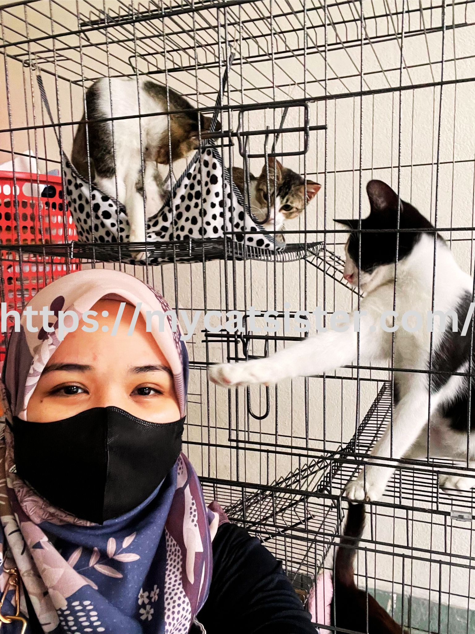 Cat Sitter Shah Alam | Cat Sitter Near Me 's image