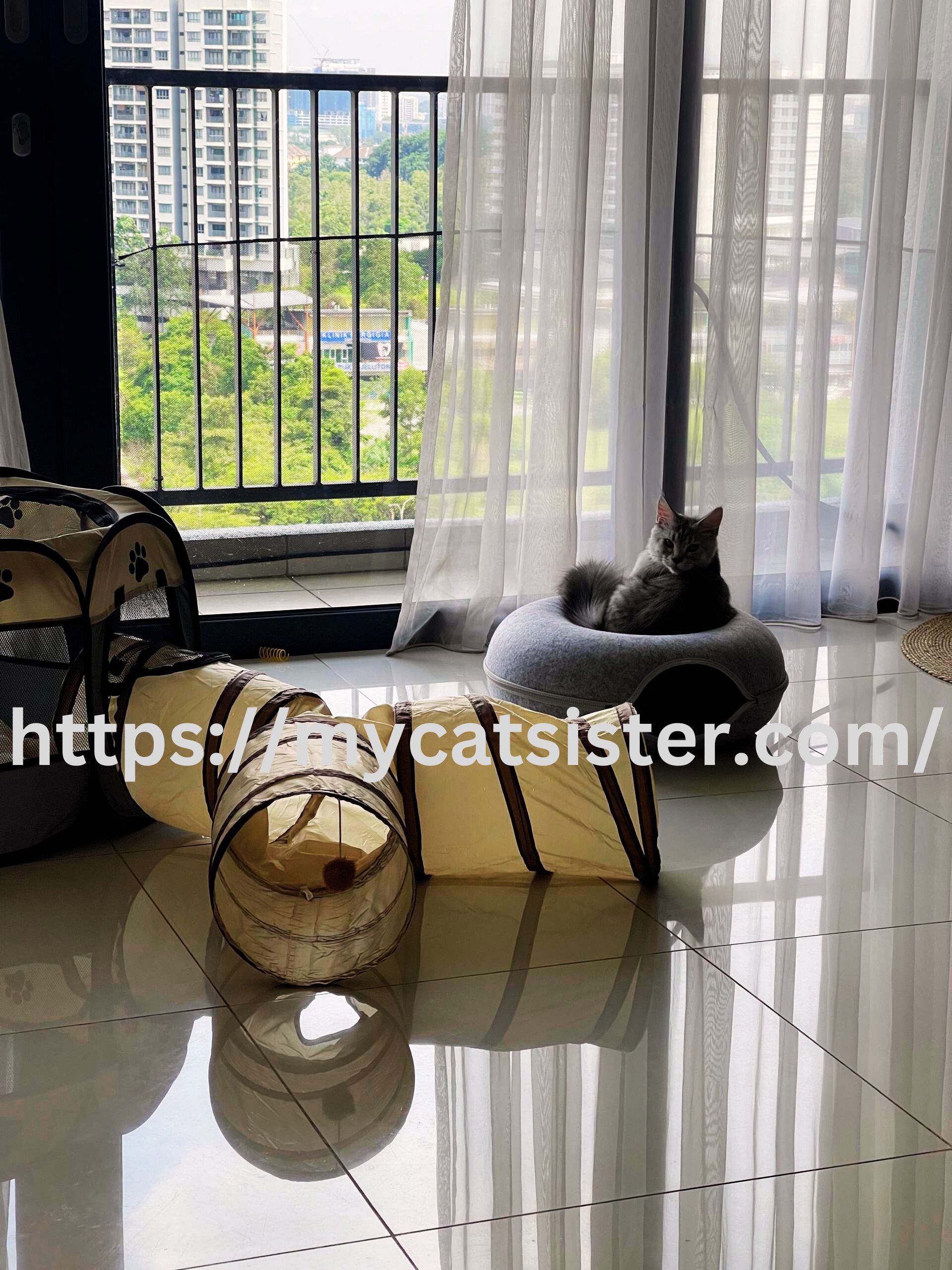 Cat Sitter Shah Alam | Cat Sitter Near Me 's image