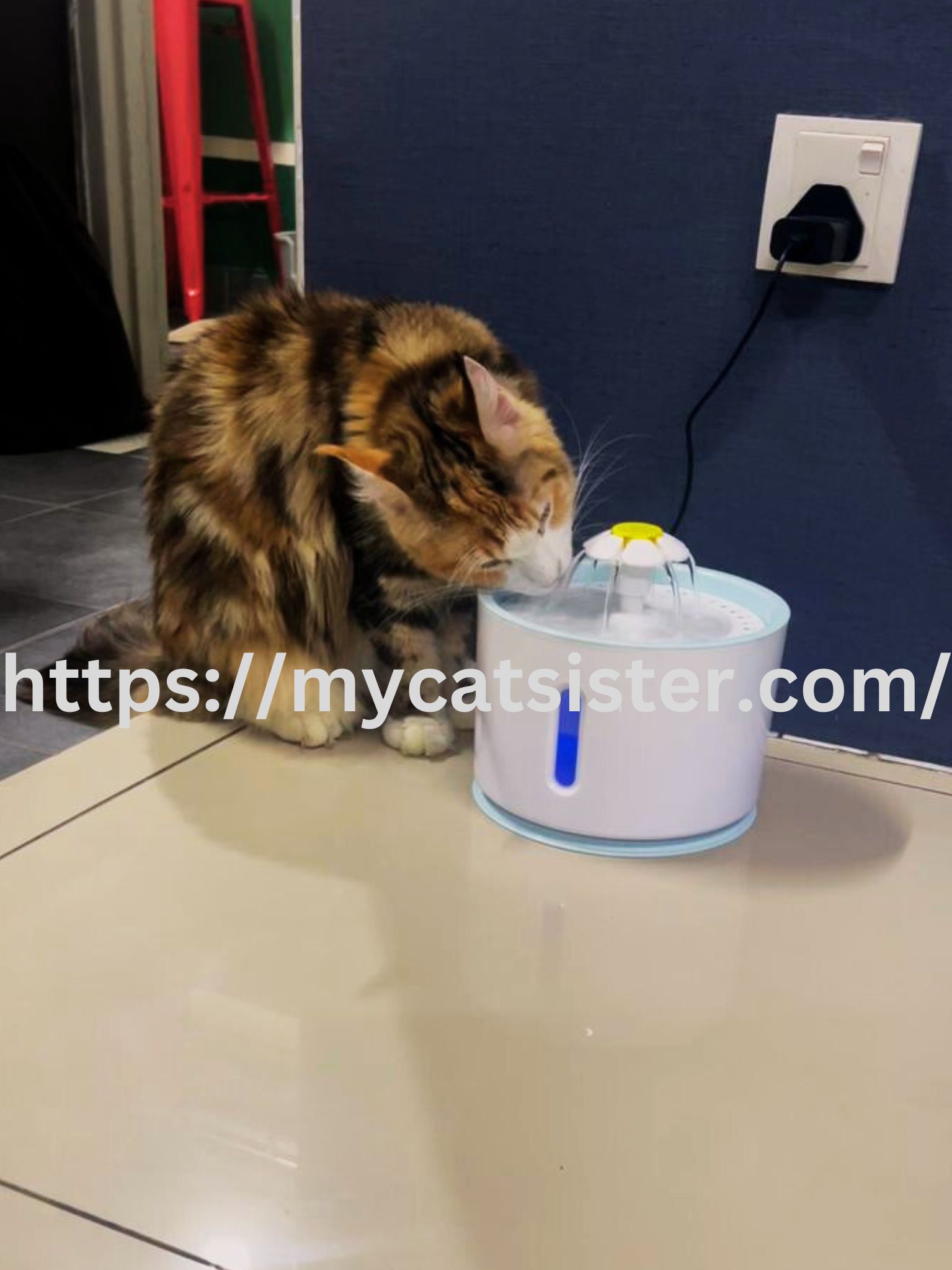 Cat Sitter Shah Alam | Cat Sitter Near Me 's image