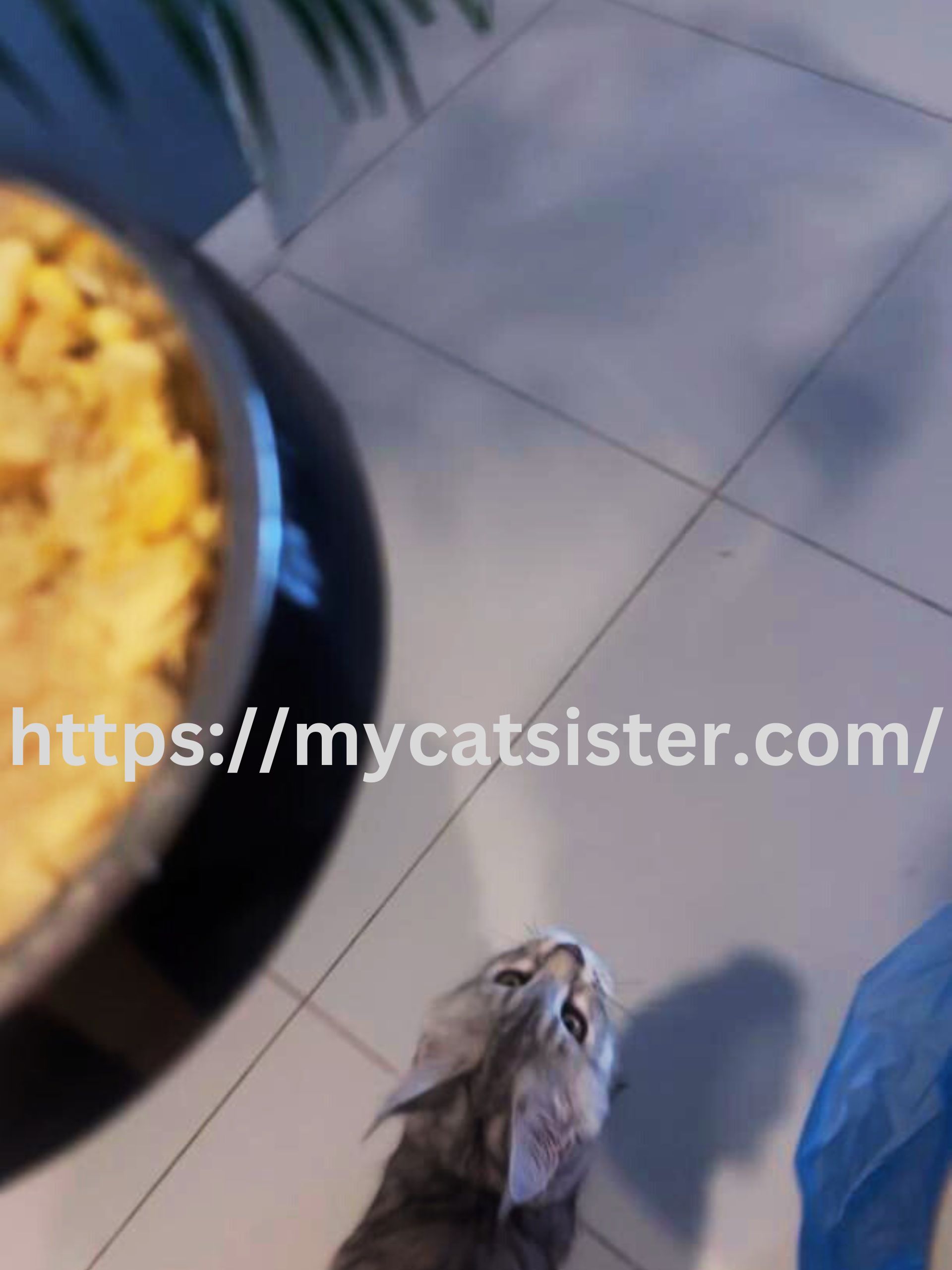 Cat Sitter Shah Alam | Cat Sitter Near Me 's image