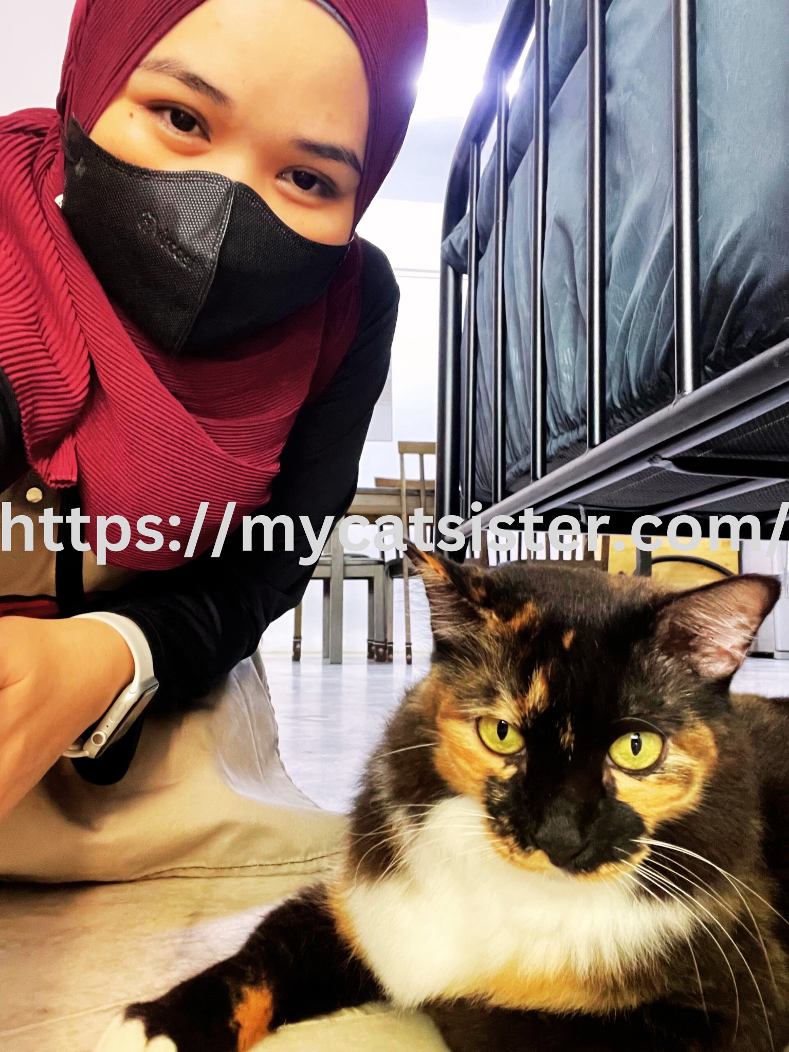 Cat Sitter Shah Alam | Cat Sitter Near Me 's image