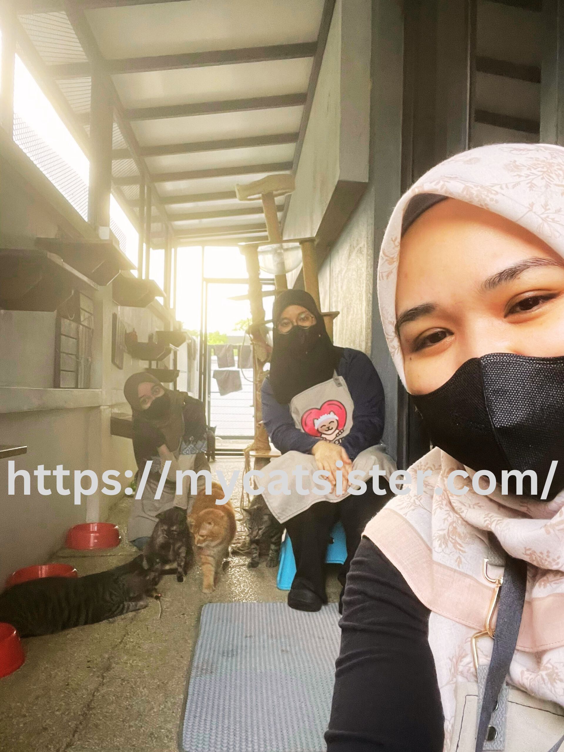 Cat Sitter Shah Alam | Cat Sitter Near Me 's image