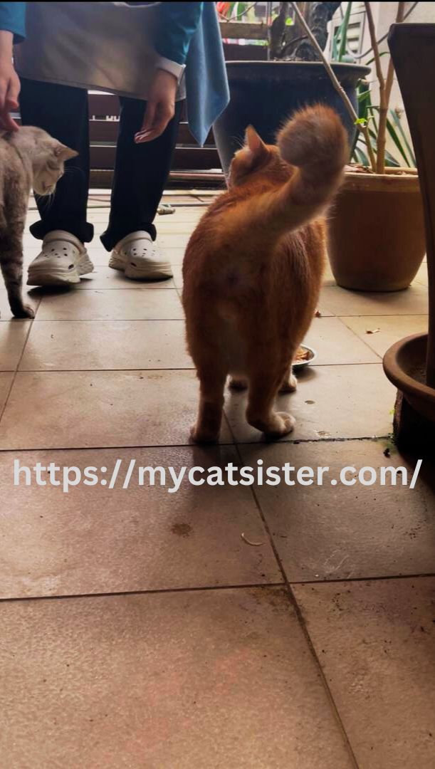 Cat Sitter Shah Alam | Cat Sitter Near Me 's image