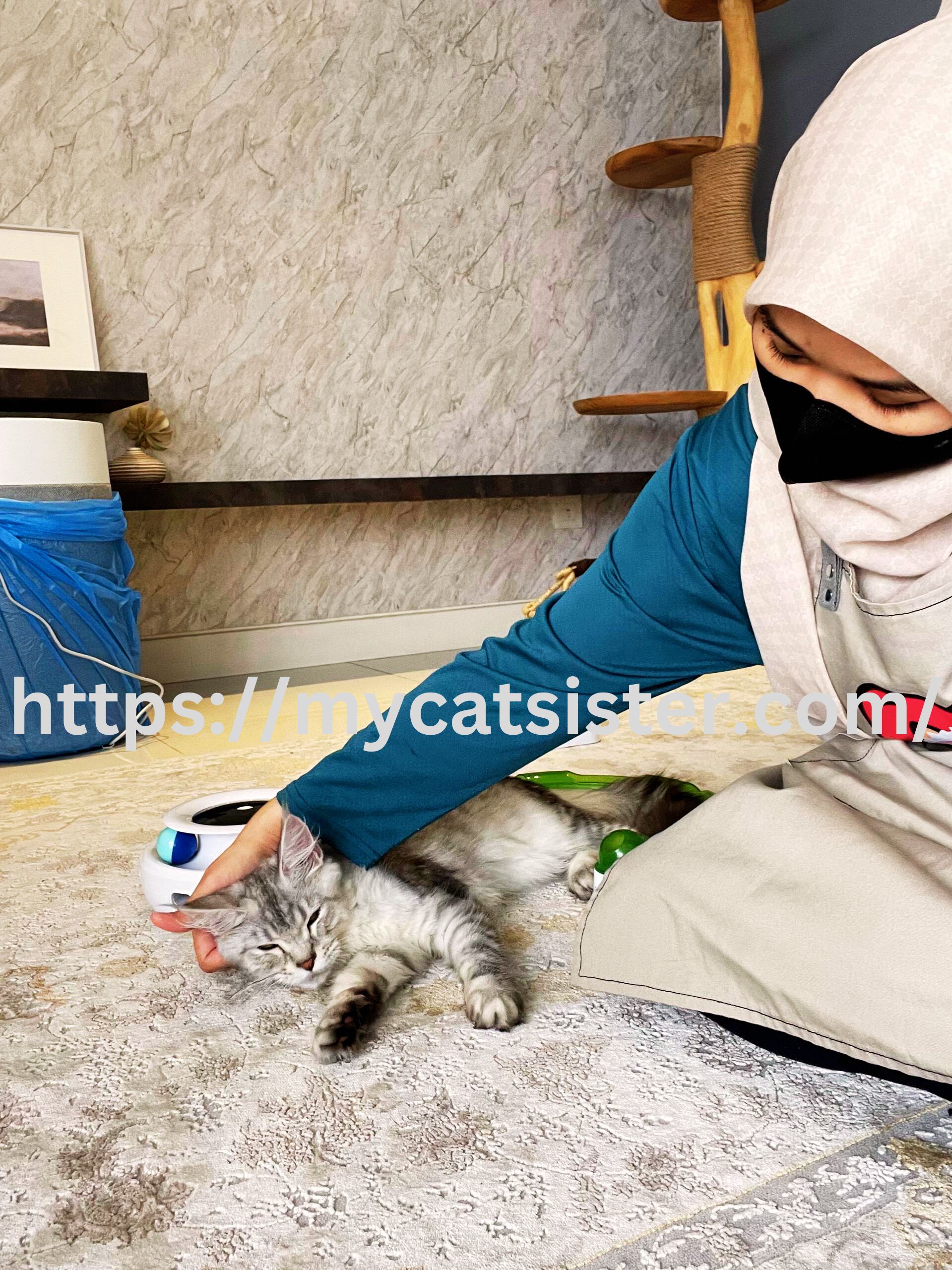 Cat Sitter Shah Alam | Cat Sitter Near Me 's image
