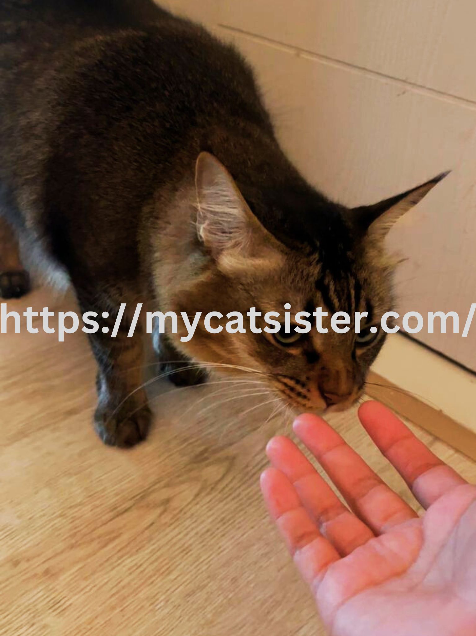 Cat Sitter Shah Alam | Cat Sitter Near Me 's image