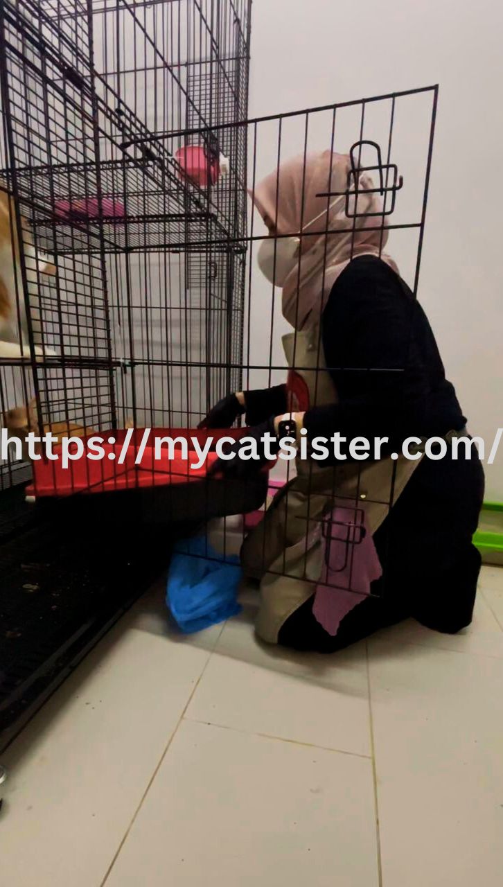 Cat Sitter Shah Alam | Cat Sitter Near Me 's image
