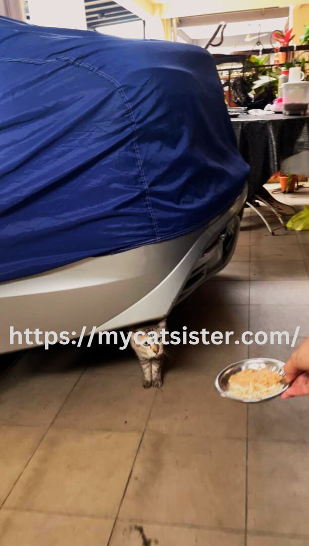 Cat Sitter Shah Alam | Cat Sitter Near Me 's image