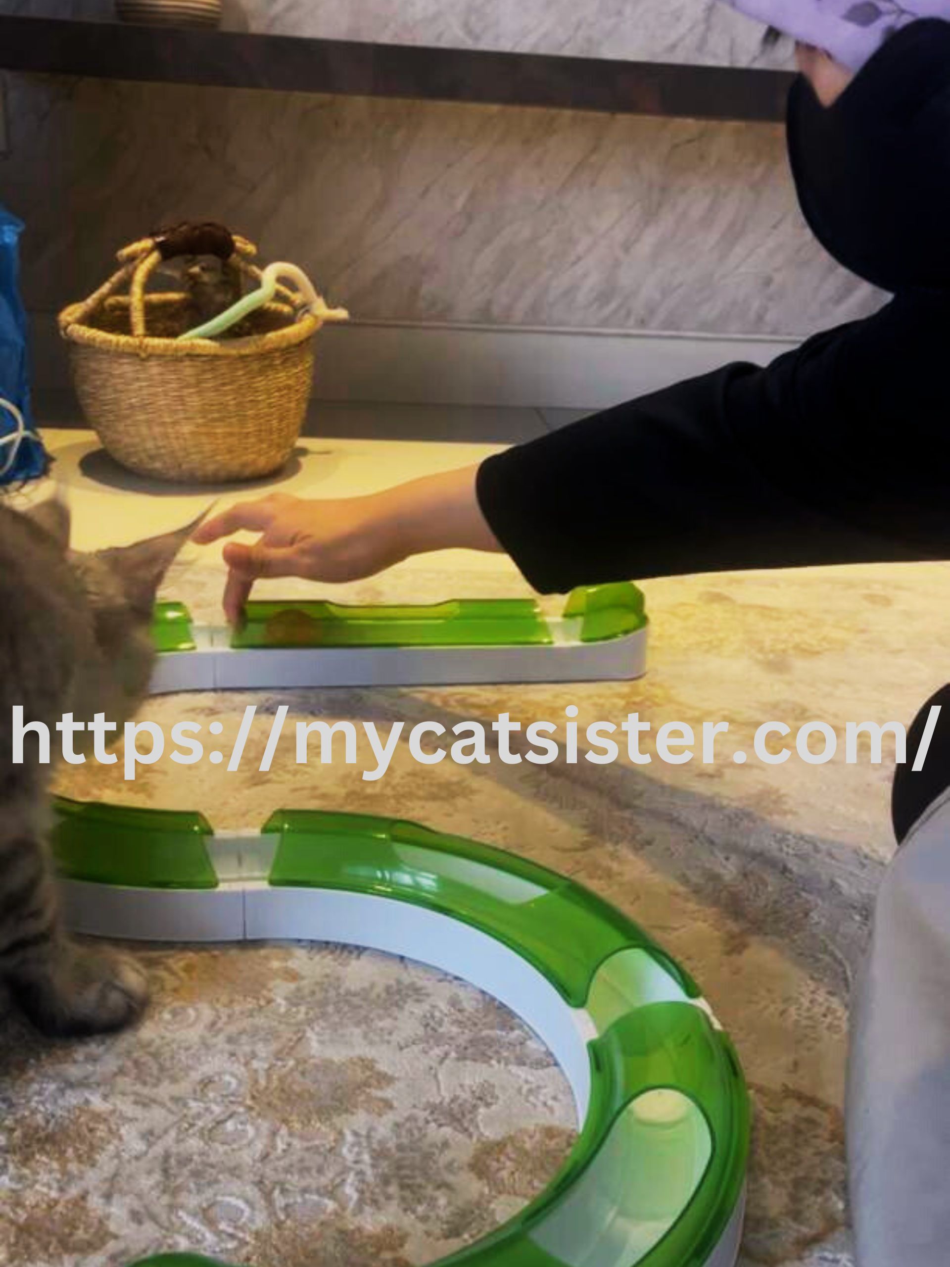 Cat Sitter Shah Alam | Cat Sitter Near Me 's image