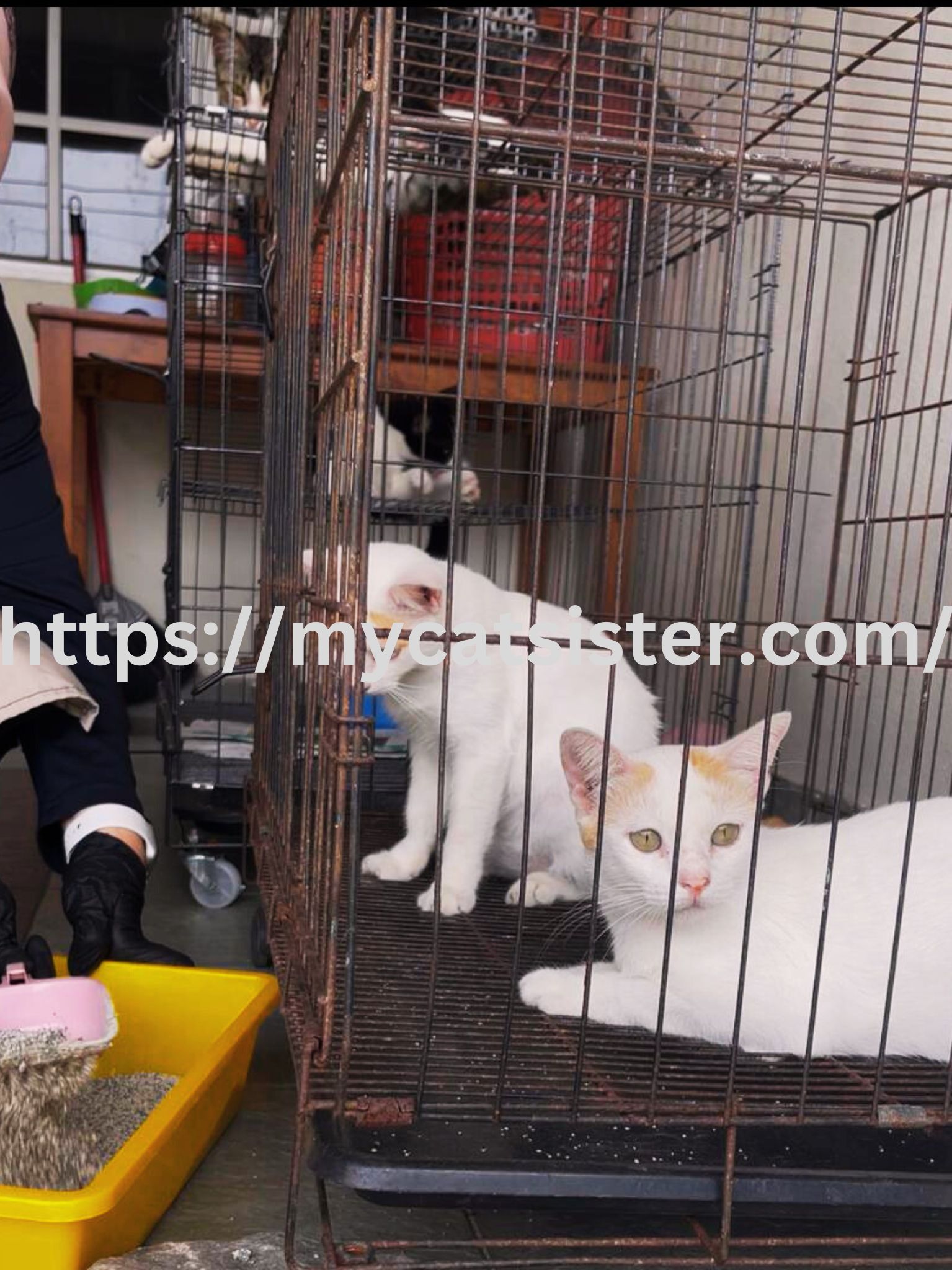 Cat Sitter Shah Alam | Cat Sitter Near Me 's image