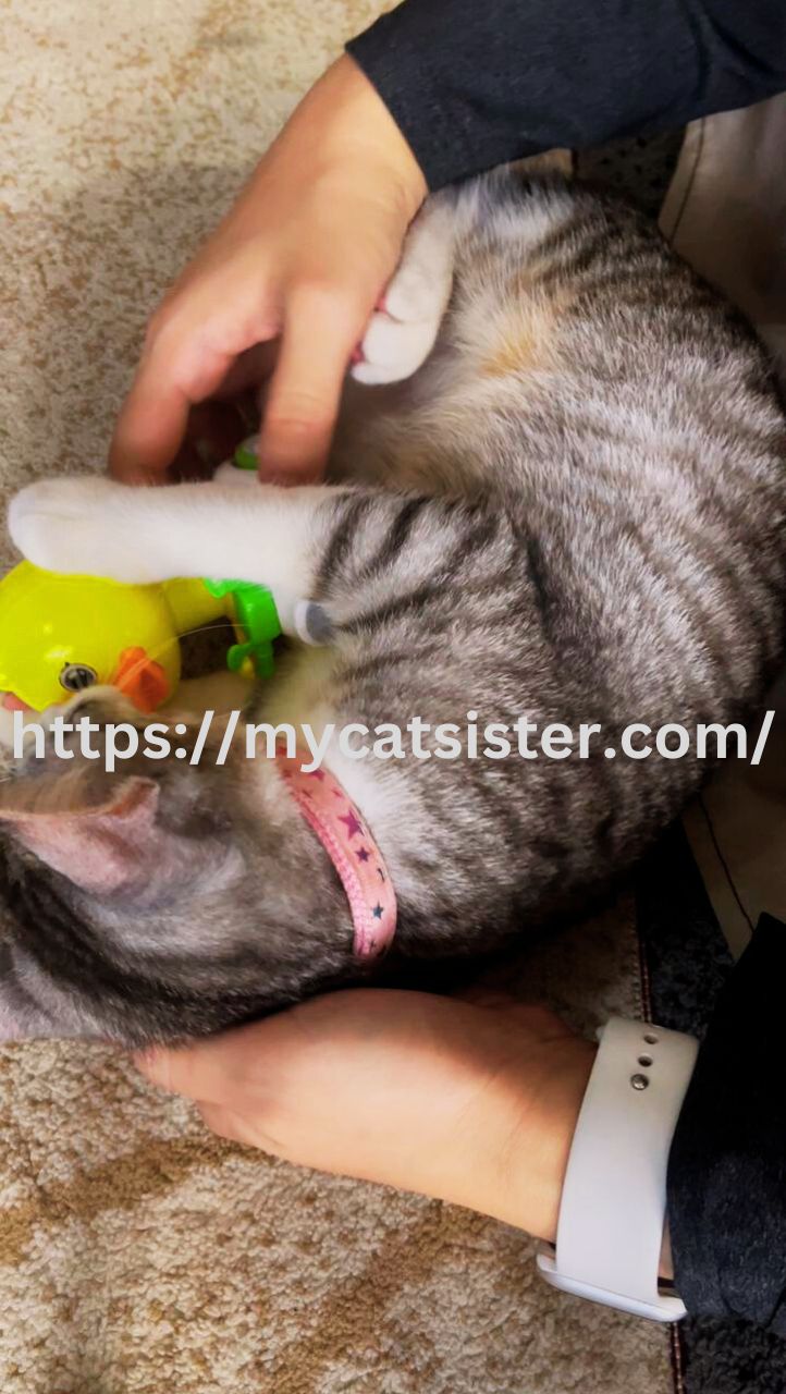 Cat Sitter Shah Alam | Cat Sitter Near Me 's image
