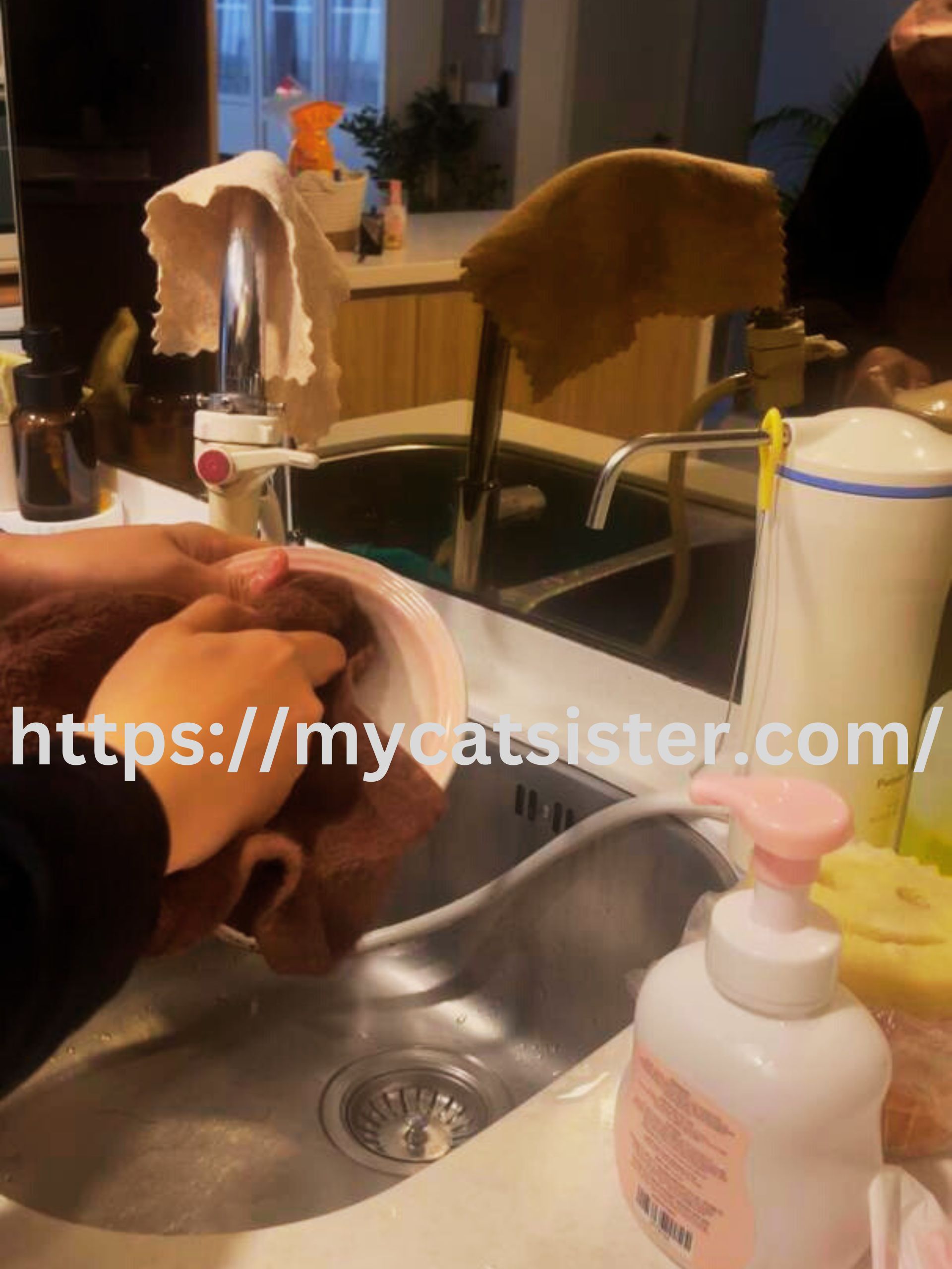 Cat Sitter Shah Alam | Cat Sitter Near Me 's image