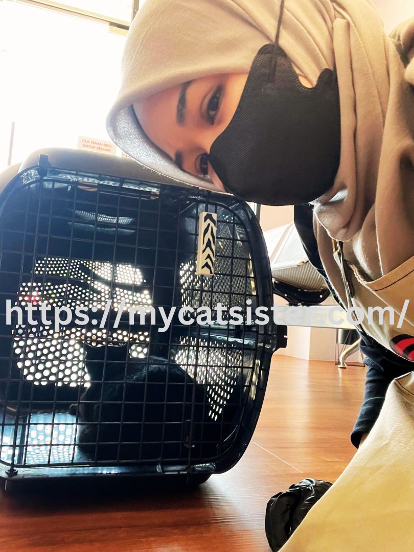 Cat Sitter Shah Alam | Cat Sitter Near Me 's image
