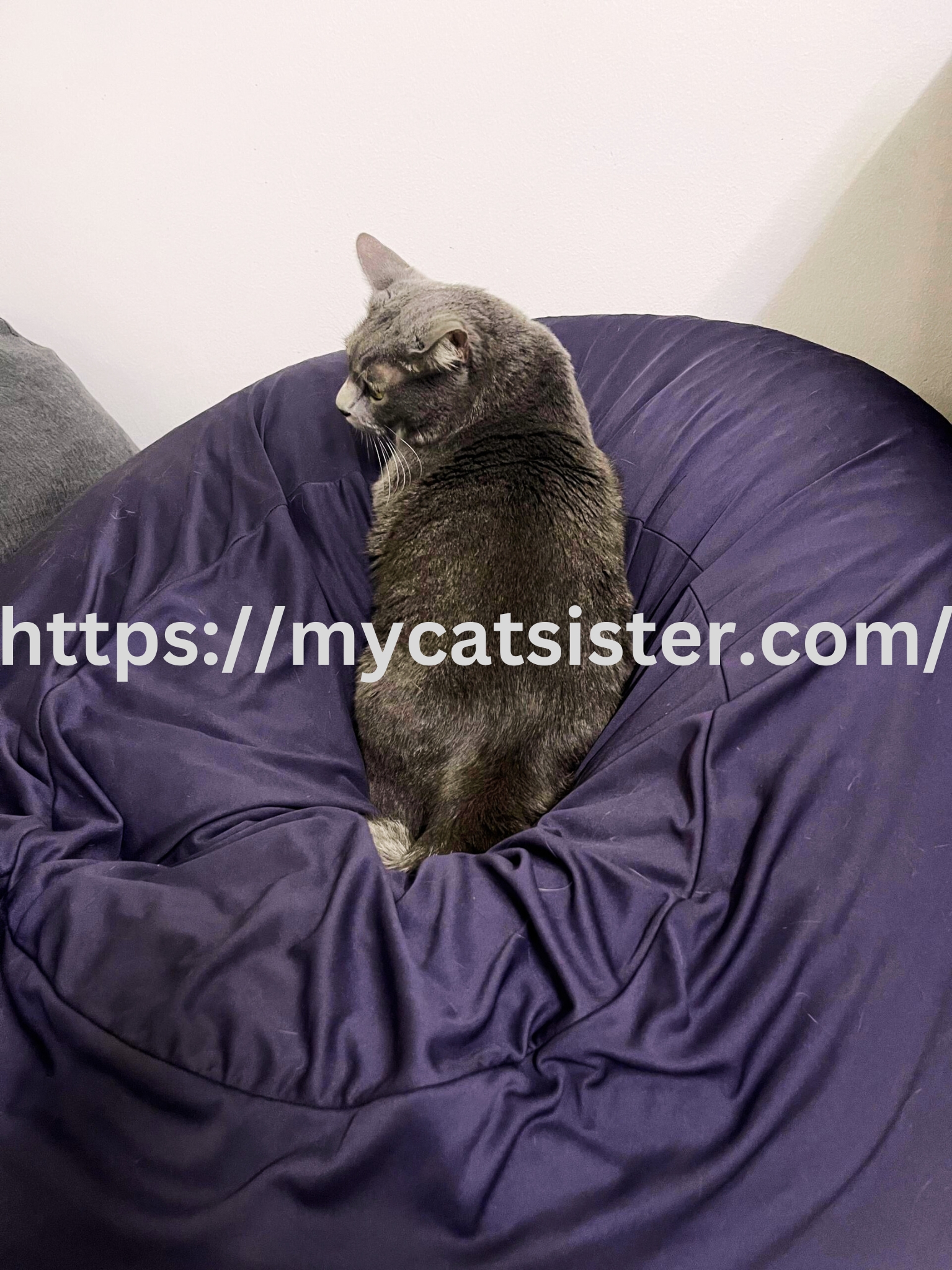 Cat Sitter Shah Alam | Cat Sitter Near Me 's image