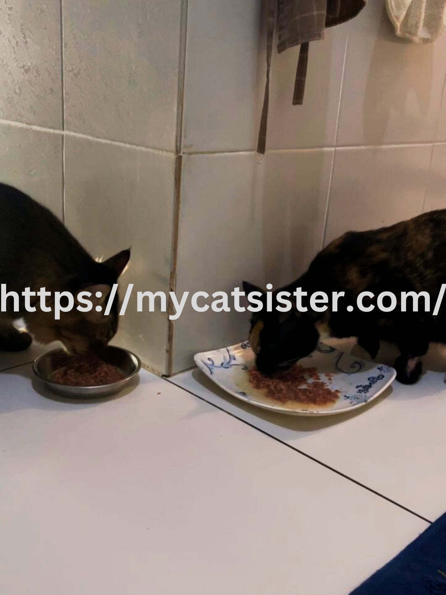 Cat Sitter Shah Alam | Cat Sitter Near Me 's image