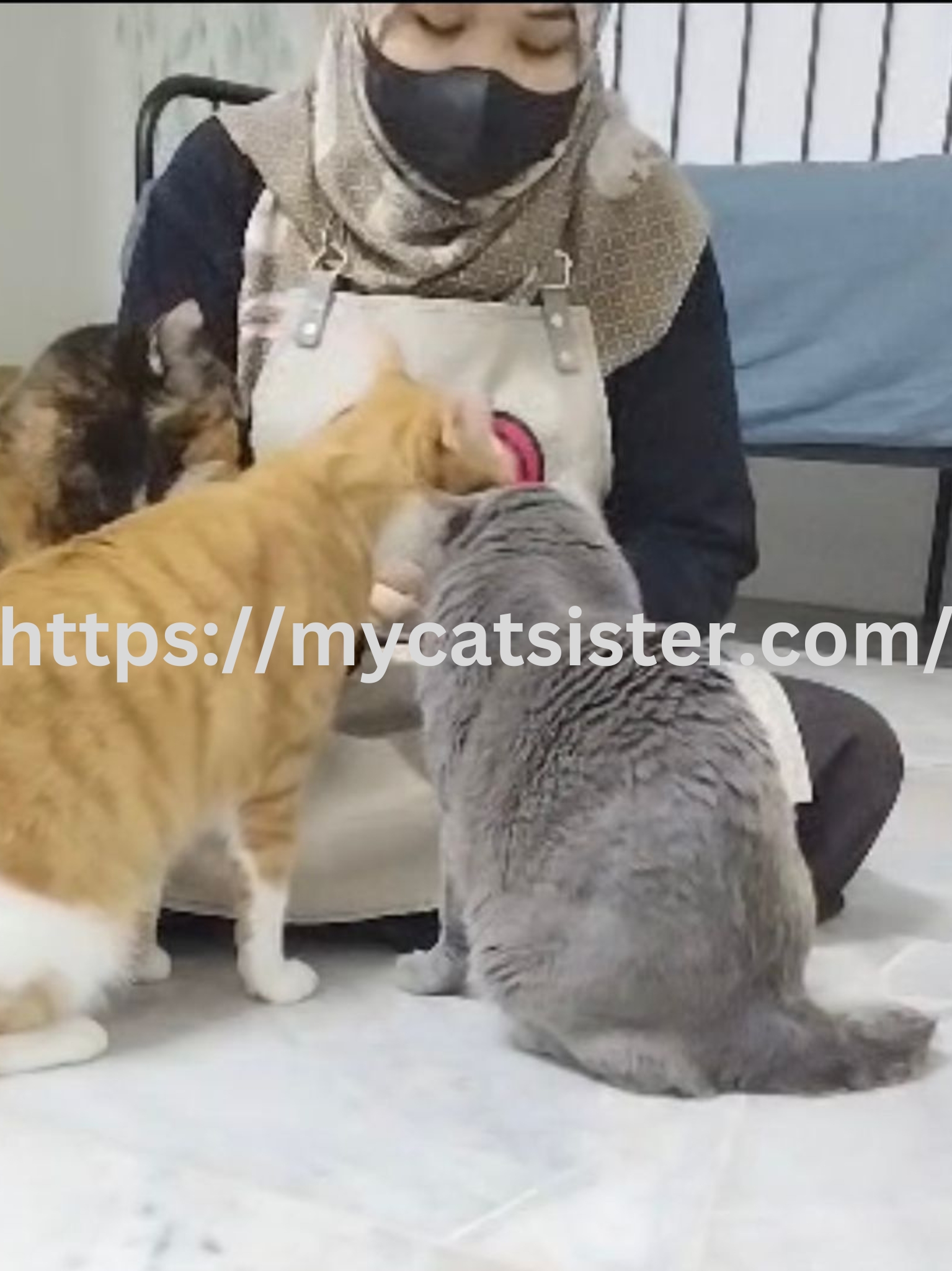 Cat Sitter Shah Alam | Cat Sitter Near Me 's image