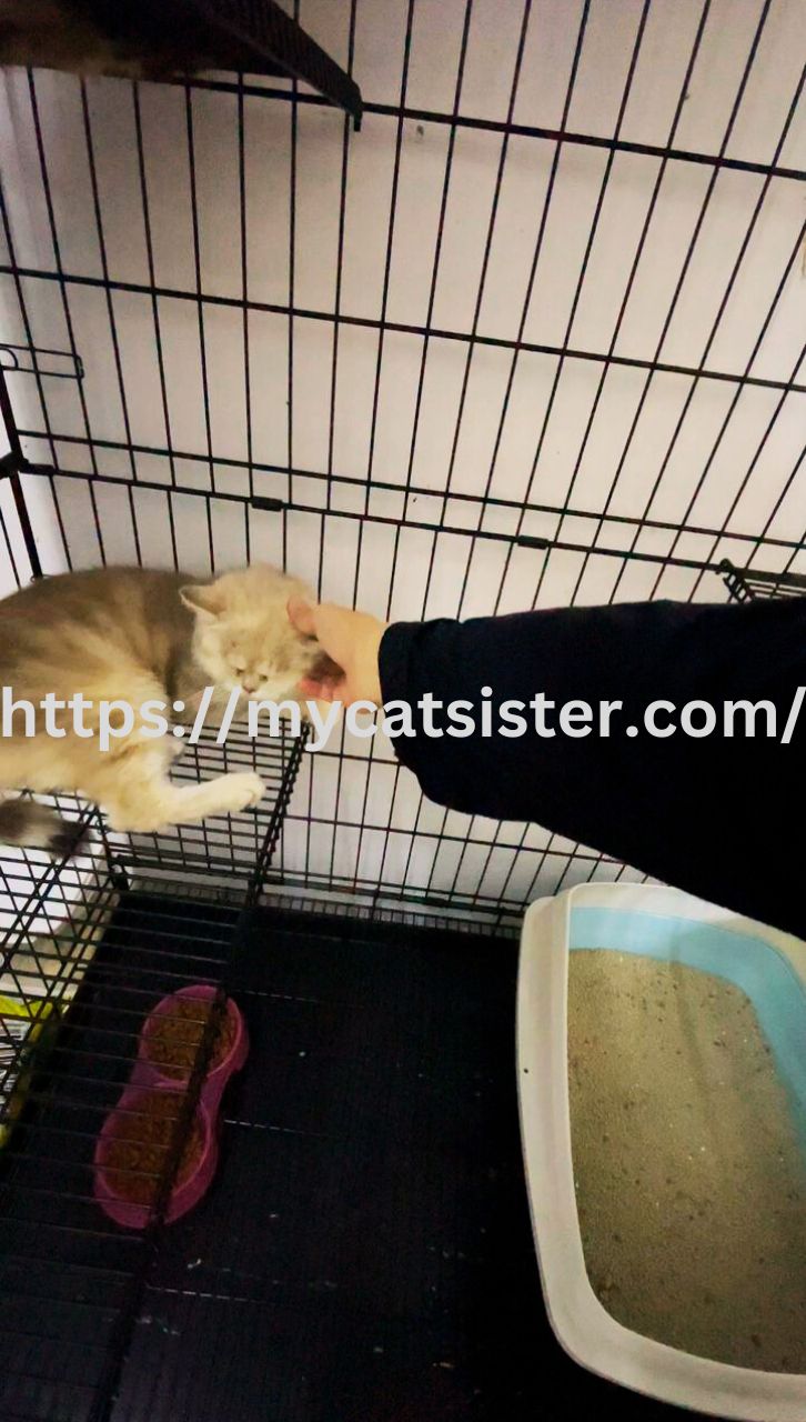 Cat Sitter Shah Alam | Cat Sitter Near Me 's image