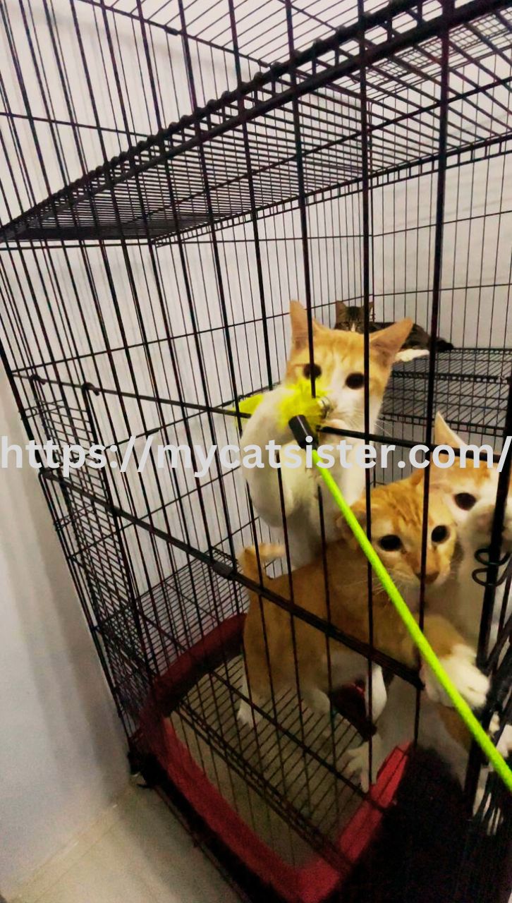 Cat Sitter Shah Alam | Cat Sitter Near Me 's image