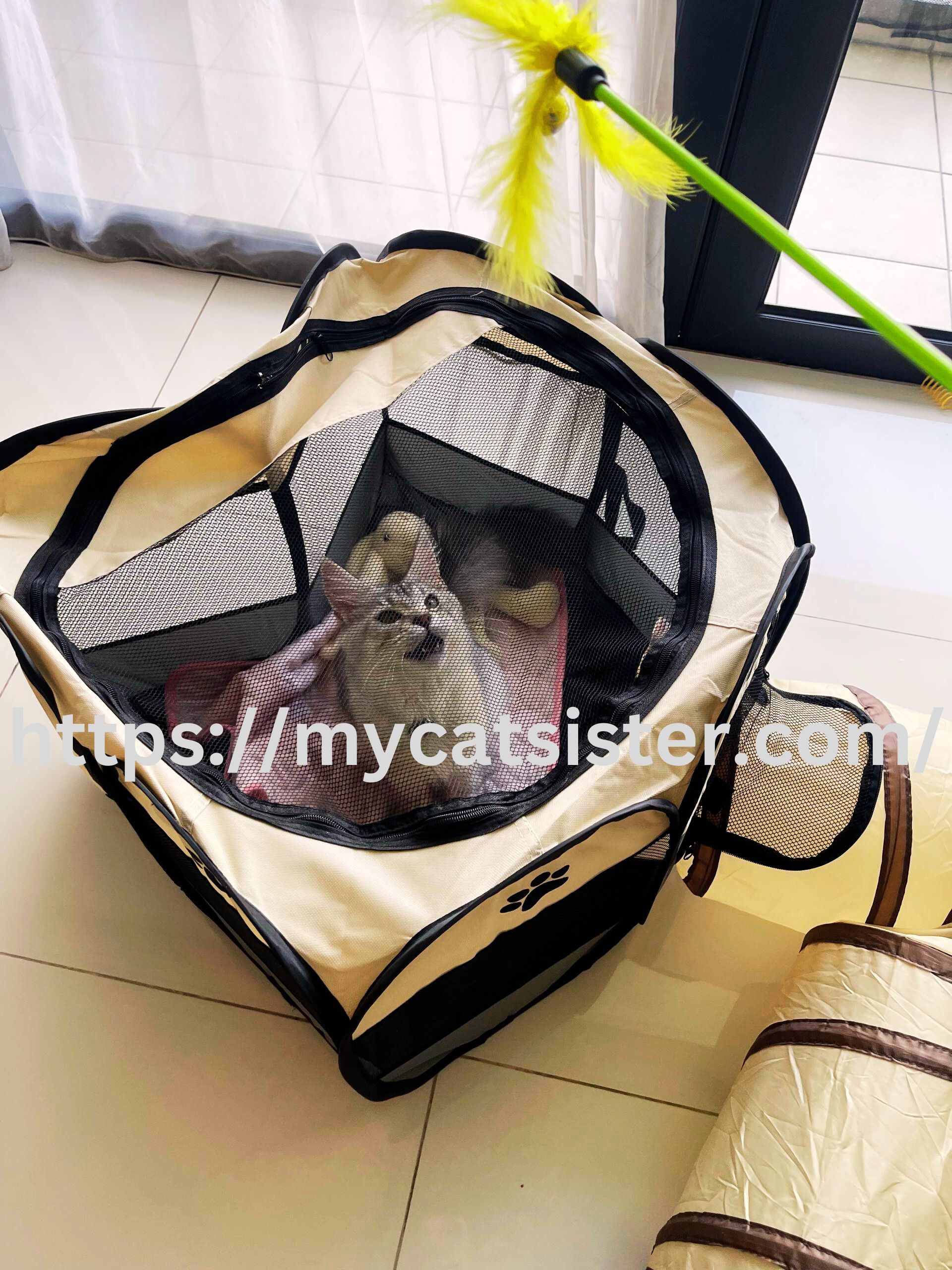 Cat Sitter Shah Alam | Cat Sitter Near Me 's image