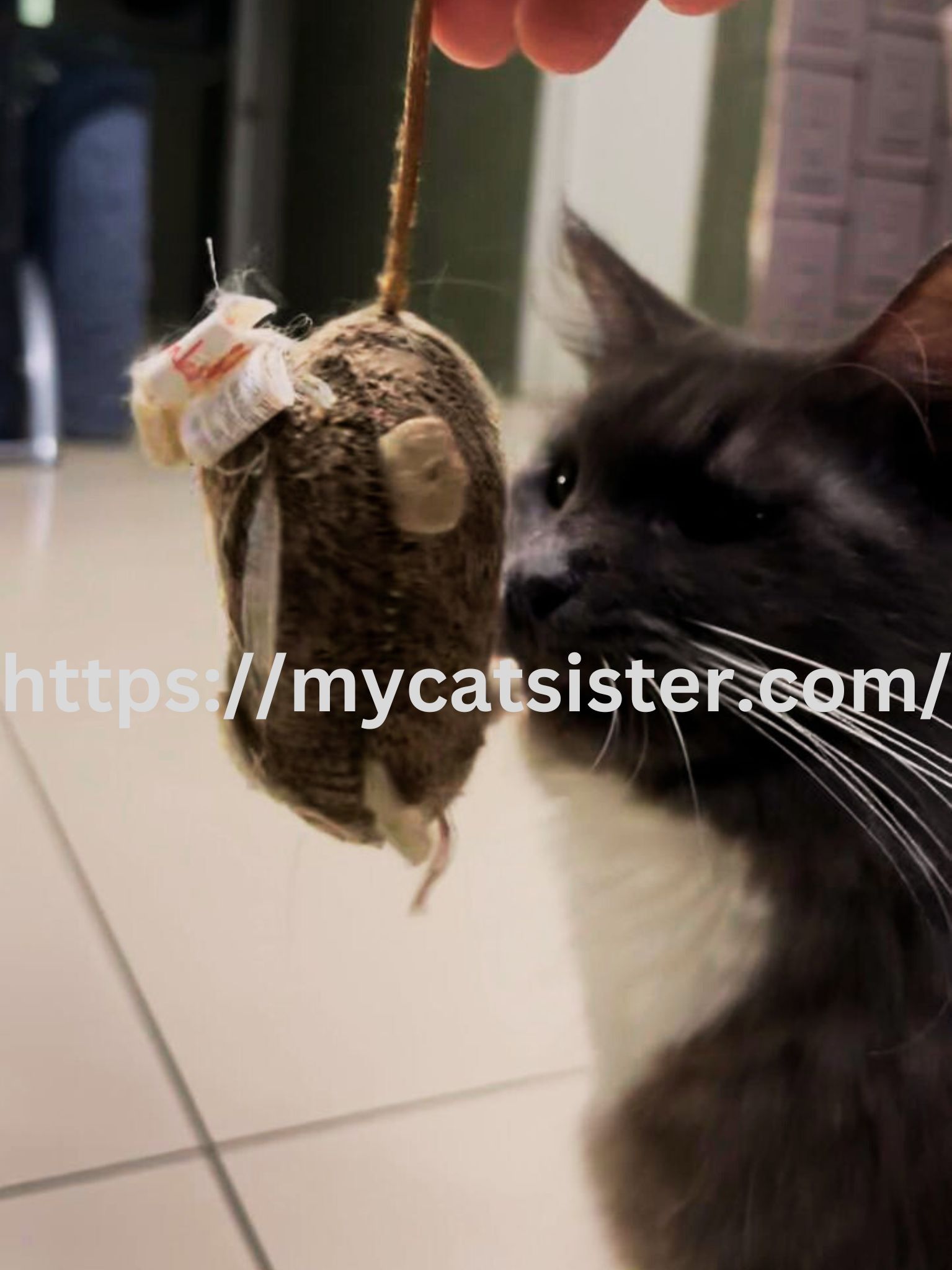 Cat Sitter Shah Alam | Cat Sitter Near Me 's image