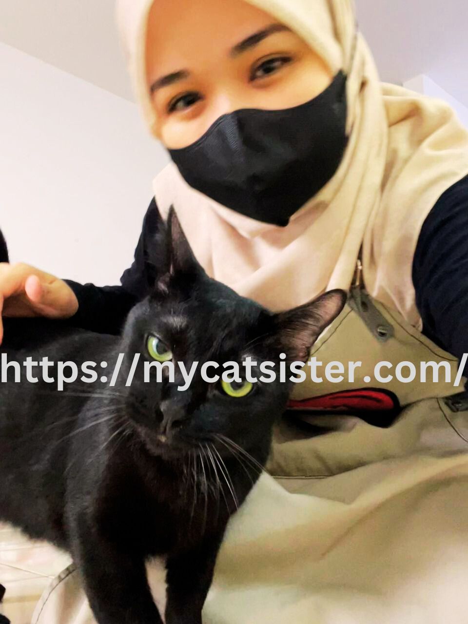 Cat Sitter Shah Alam | Cat Sitter Near Me 's image