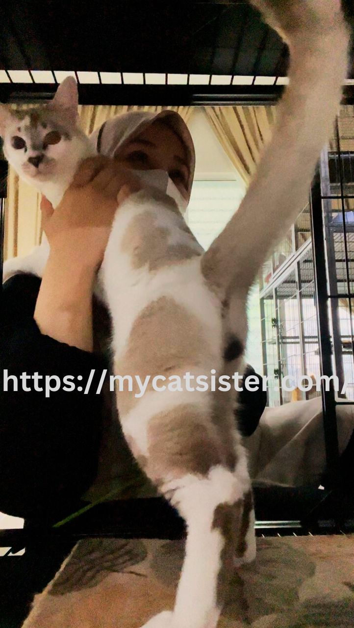Cat Sitter Shah Alam | Cat Sitter Near Me 's image