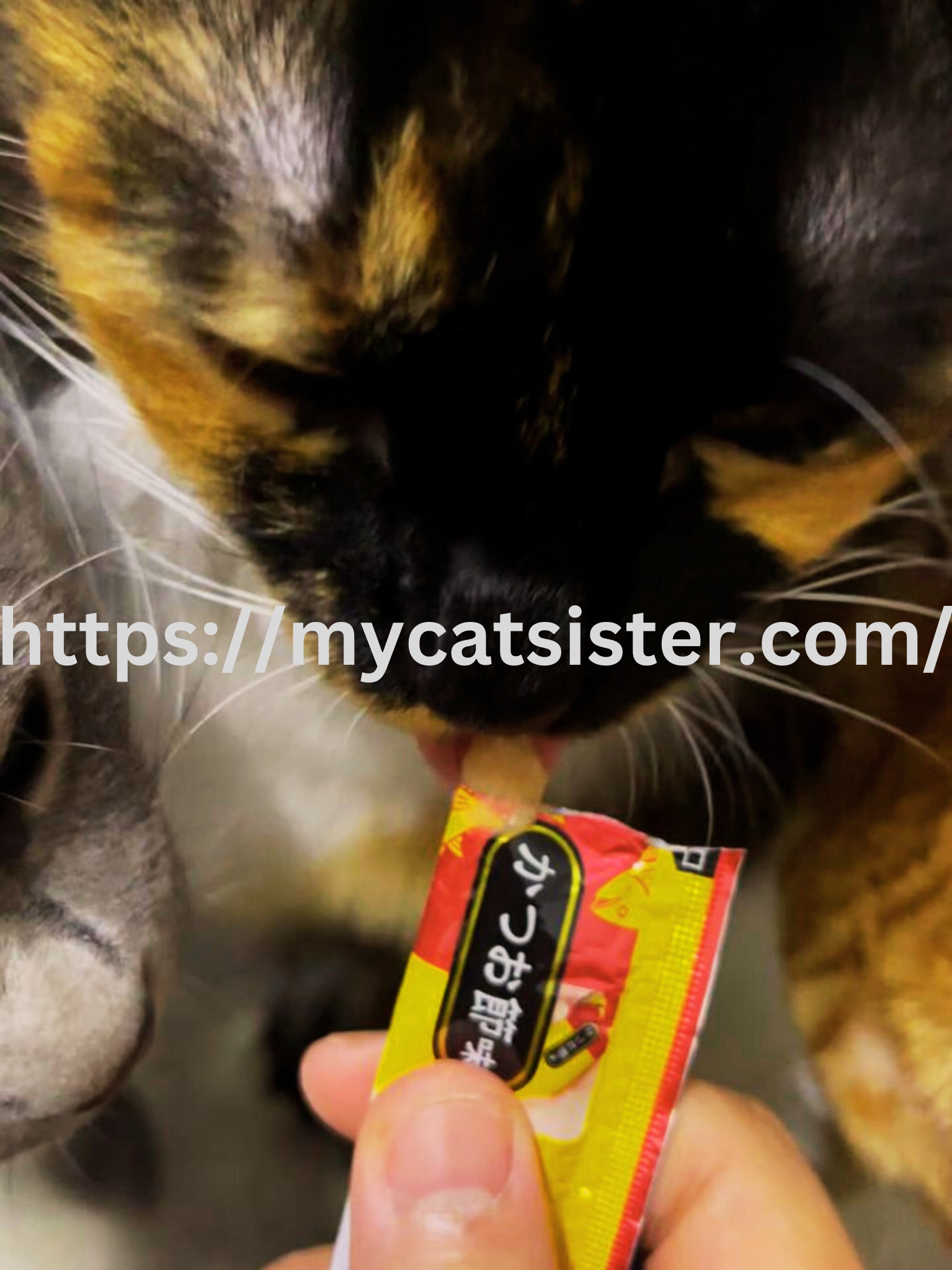 Cat Sitter Shah Alam | Cat Sitter Near Me 's image