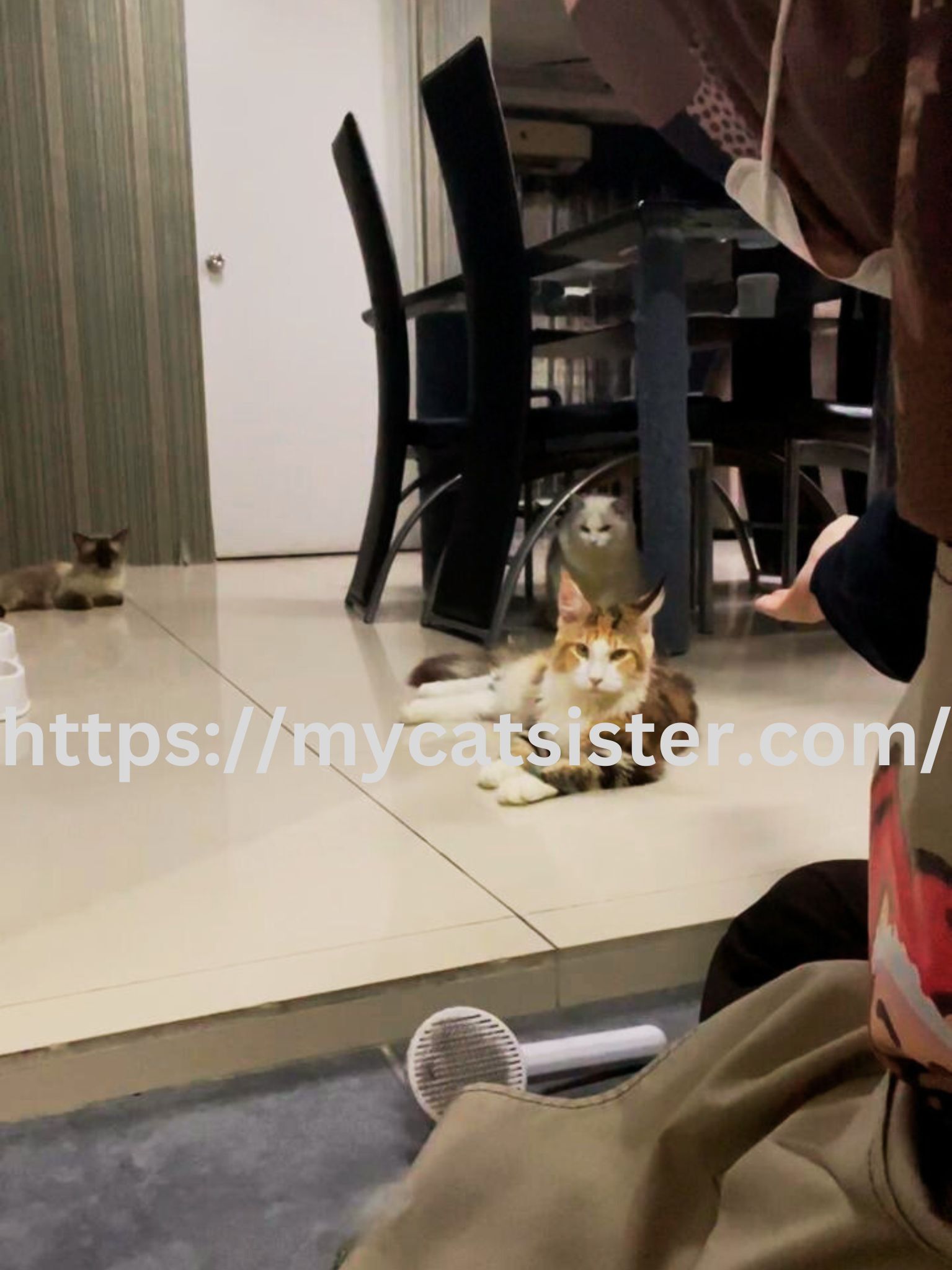 Cat Sitter Shah Alam | Cat Sitter Near Me 's image