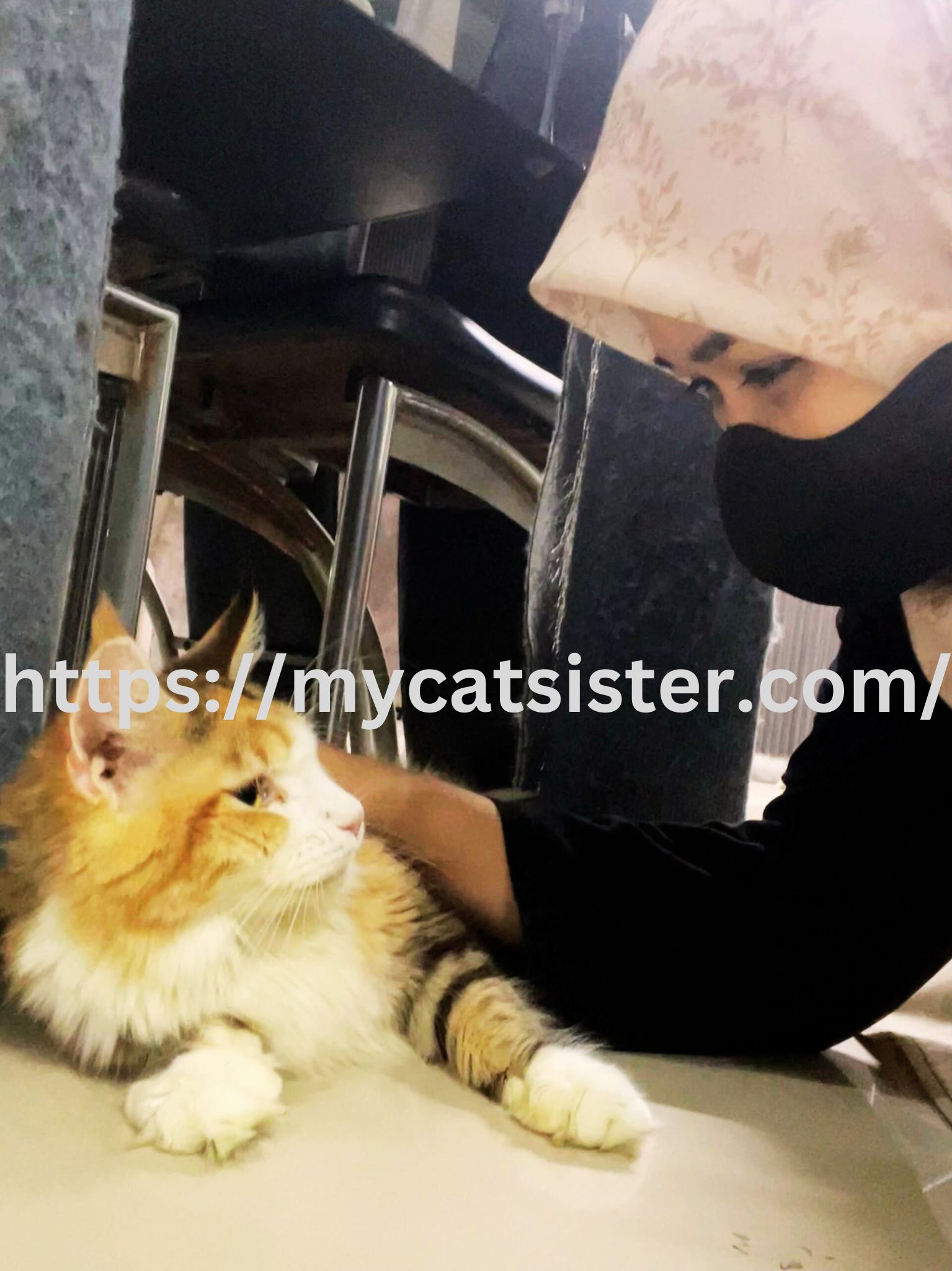 Cat Sitter Shah Alam | Cat Sitter Near Me 's image