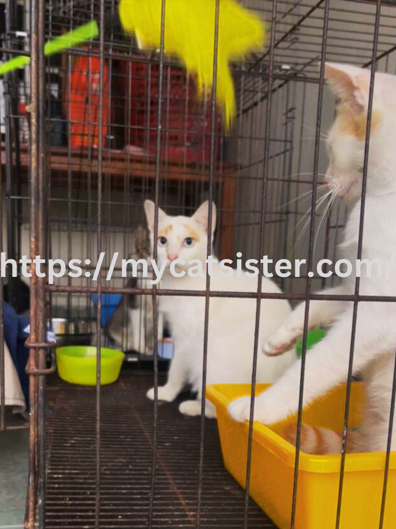 Cat Sitter Shah Alam | Cat Sitter Near Me 's image