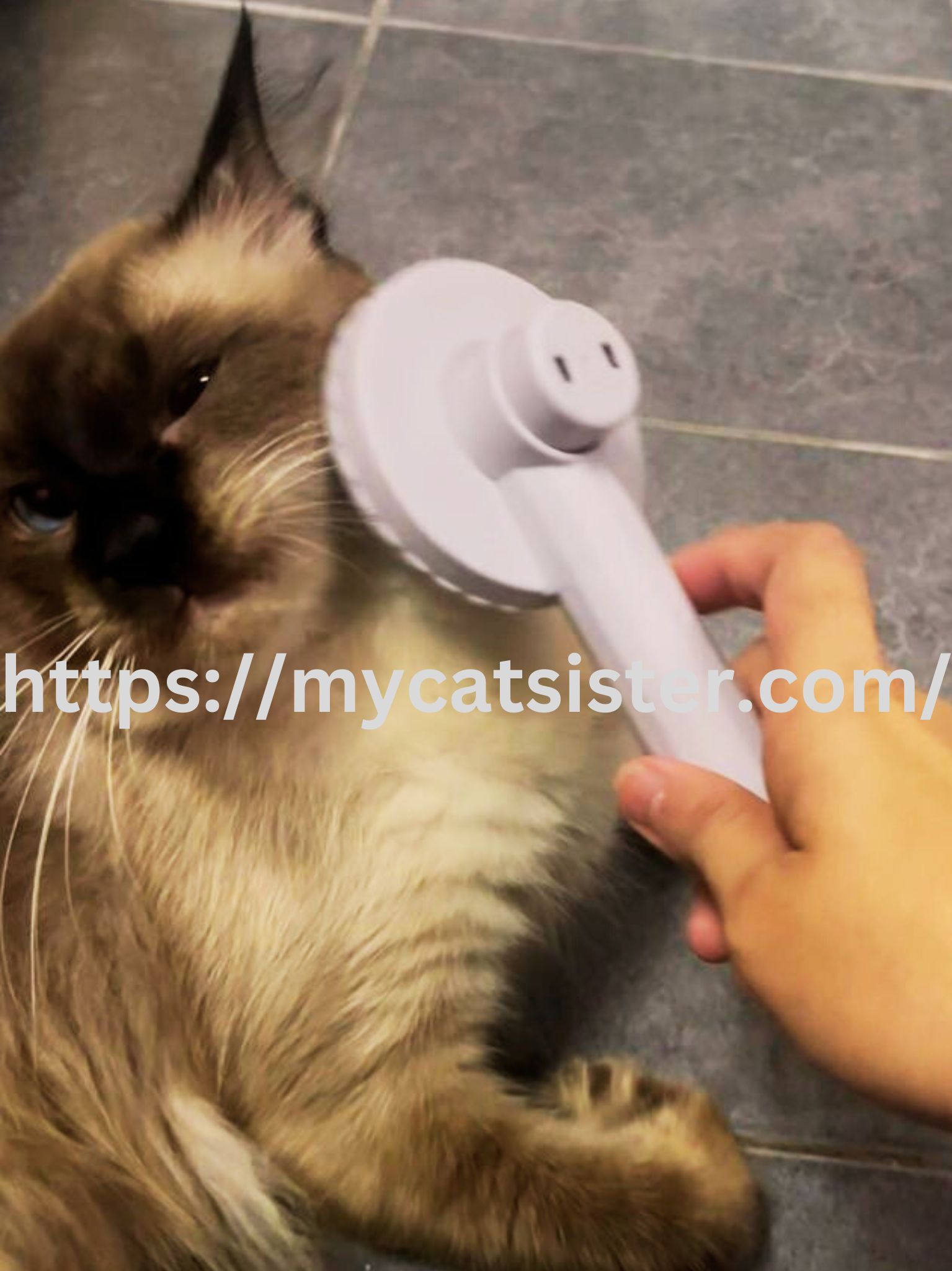 Cat Sitter Shah Alam | Cat Sitter Near Me 's image