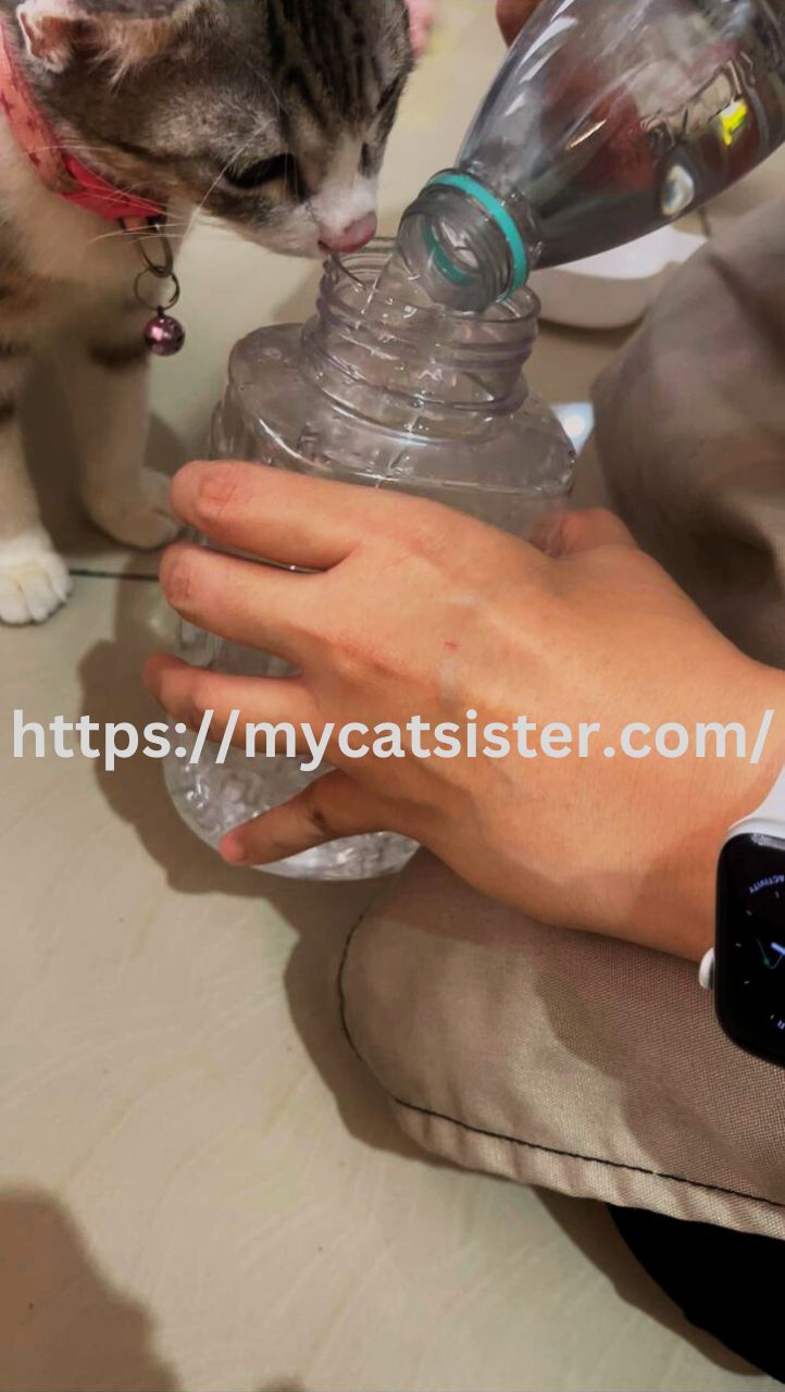 Cat Sitter Shah Alam | Cat Sitter Near Me 's image